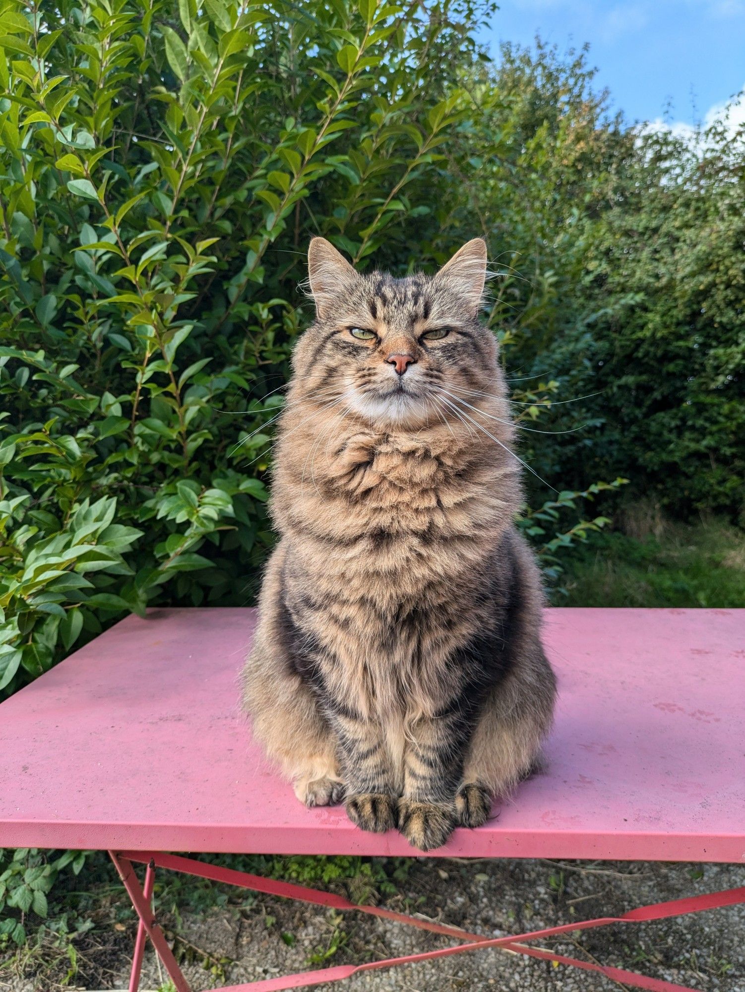 Longer shot showing Lemmy on the metal garden table, the appalling privet hedge stretching away into the background to seamlessly blend with the brambles