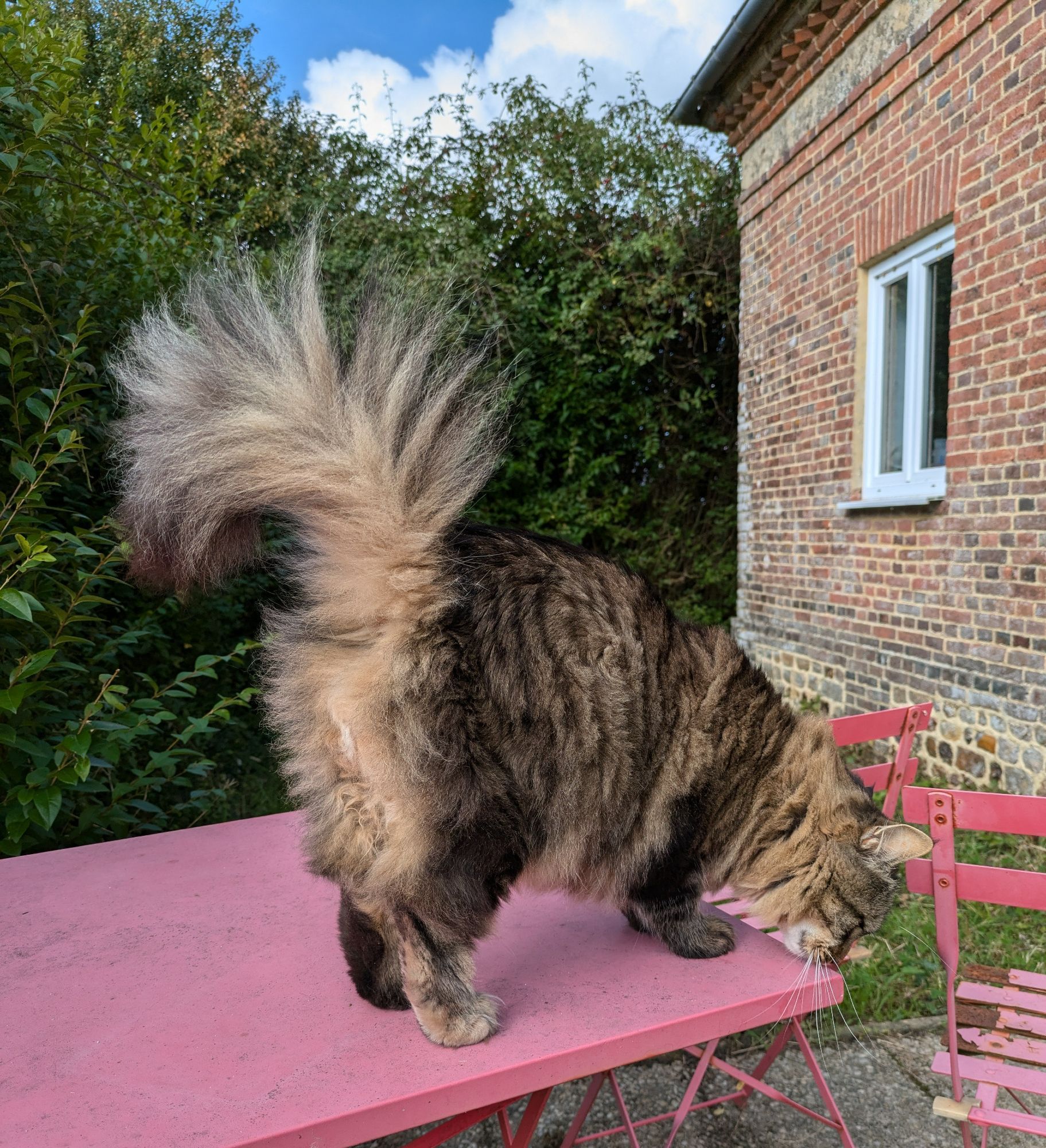 Lemmy standing more or less side on, sniffing one corner of the table, his tail standing up and like a great buff and espresso feather duster of yesteryear