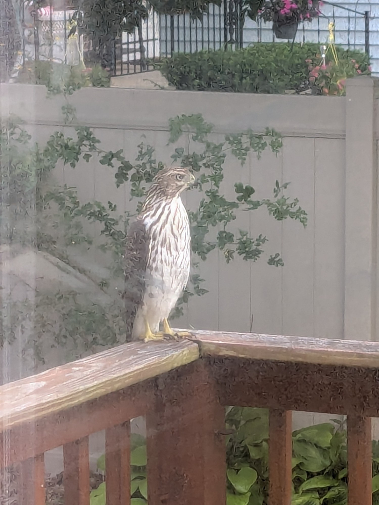 A new visitor> https://en.wikipedia.org/wiki/Cooper%27s_hawk