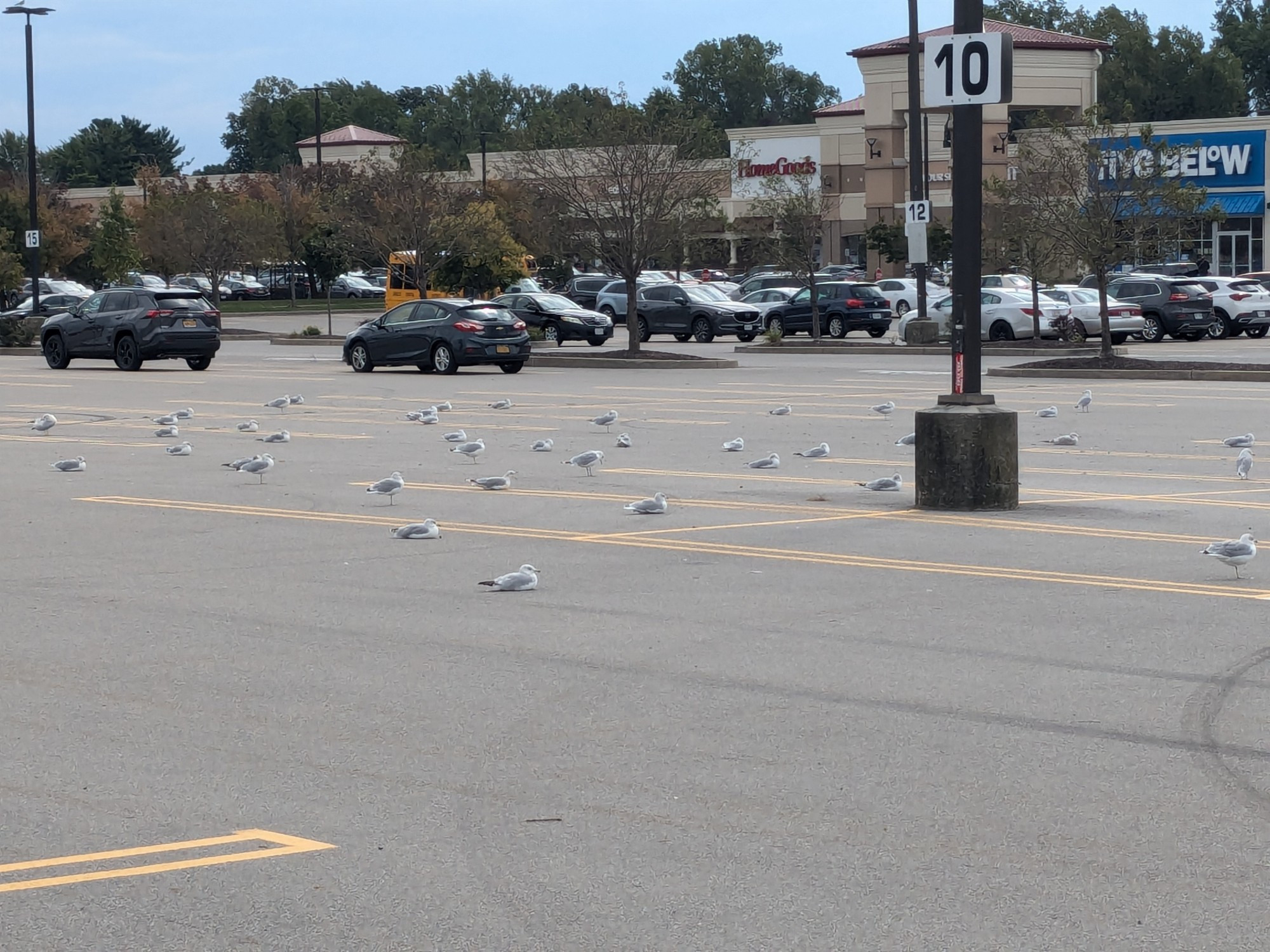 Seagulls in a parking lot, all huddled individually with no signs of the impending wind/storm in sight.