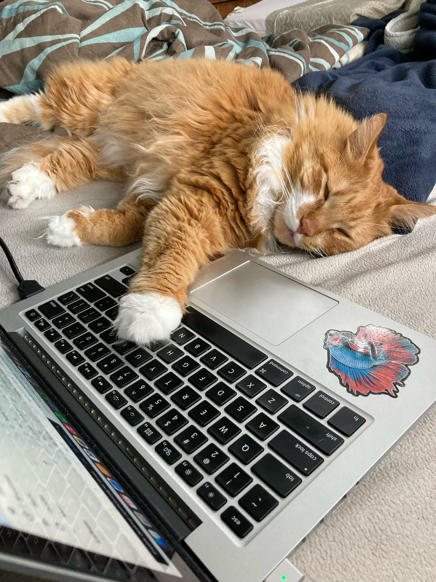 a sleepy orange cat with one paw on the keyboard of a laptop