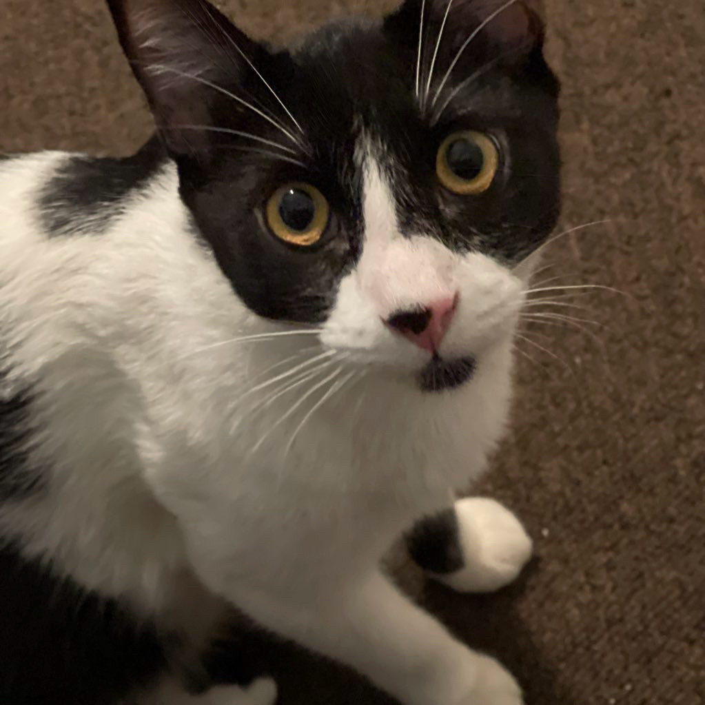 A cute Tuxedo cat looking upwards. He looks like he has a goatee. He has a mostly pink nose with a black spot.