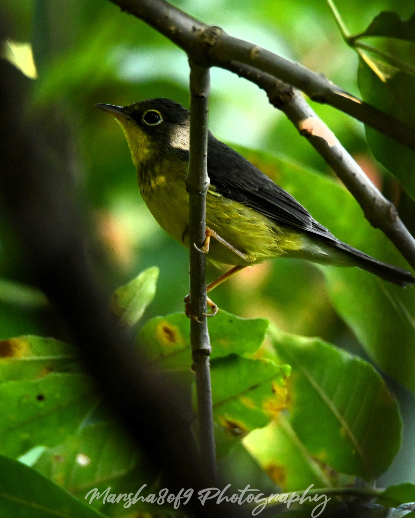 If interested in learning more about the Canada Warbler, copy and paste this link to your browser .https://www.allaboutbirds.org/guide/Canada_Warbler/overview