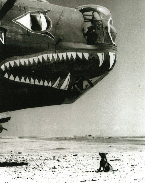 black and white photo. a small, dark coloured dog sits on a barren patch of land, with a runway possibly in the distance. the dawg is looking up at the painted eyes and “wolf mouth” of the B-24, which is emerging out of the left-hand side of the shot 