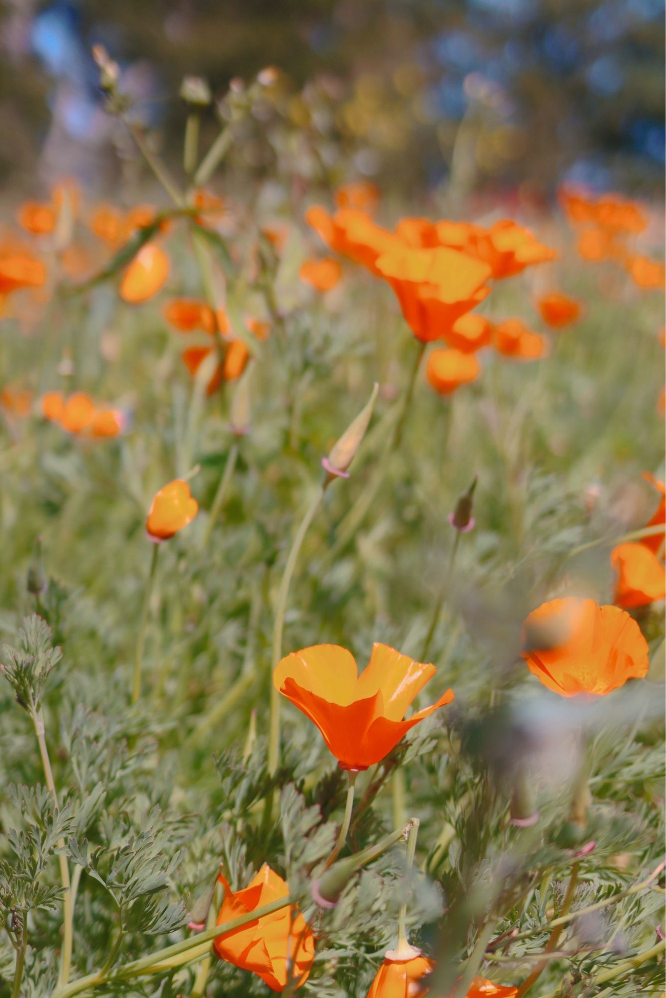 a field of poppies close up