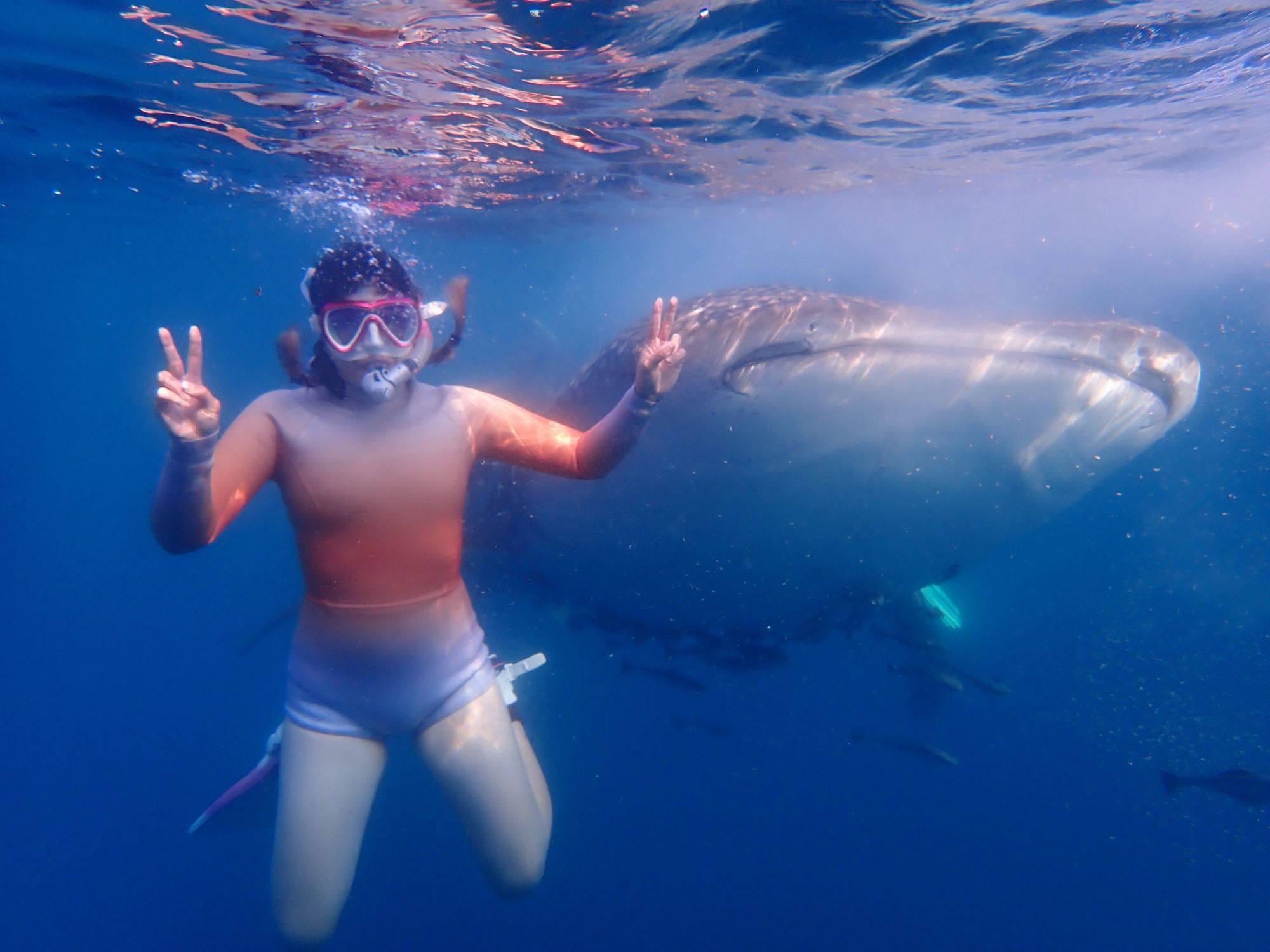 me wearing a lavender and coral wetsuit and pink snorkeling mask in the ocean swimming with a whale shark