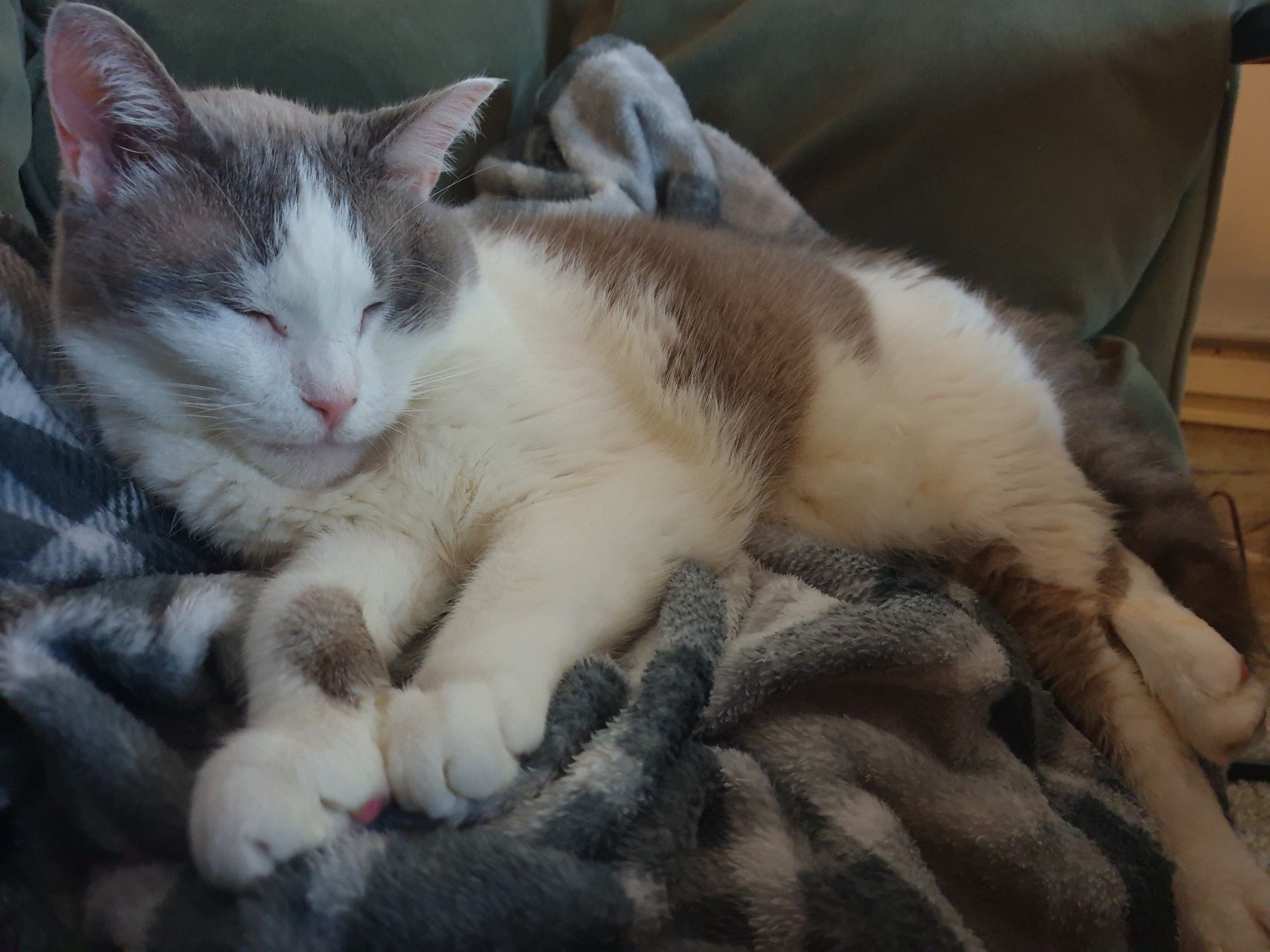 A white and grey cat sleeping on a grey plaid blanket with green pillows in the background.