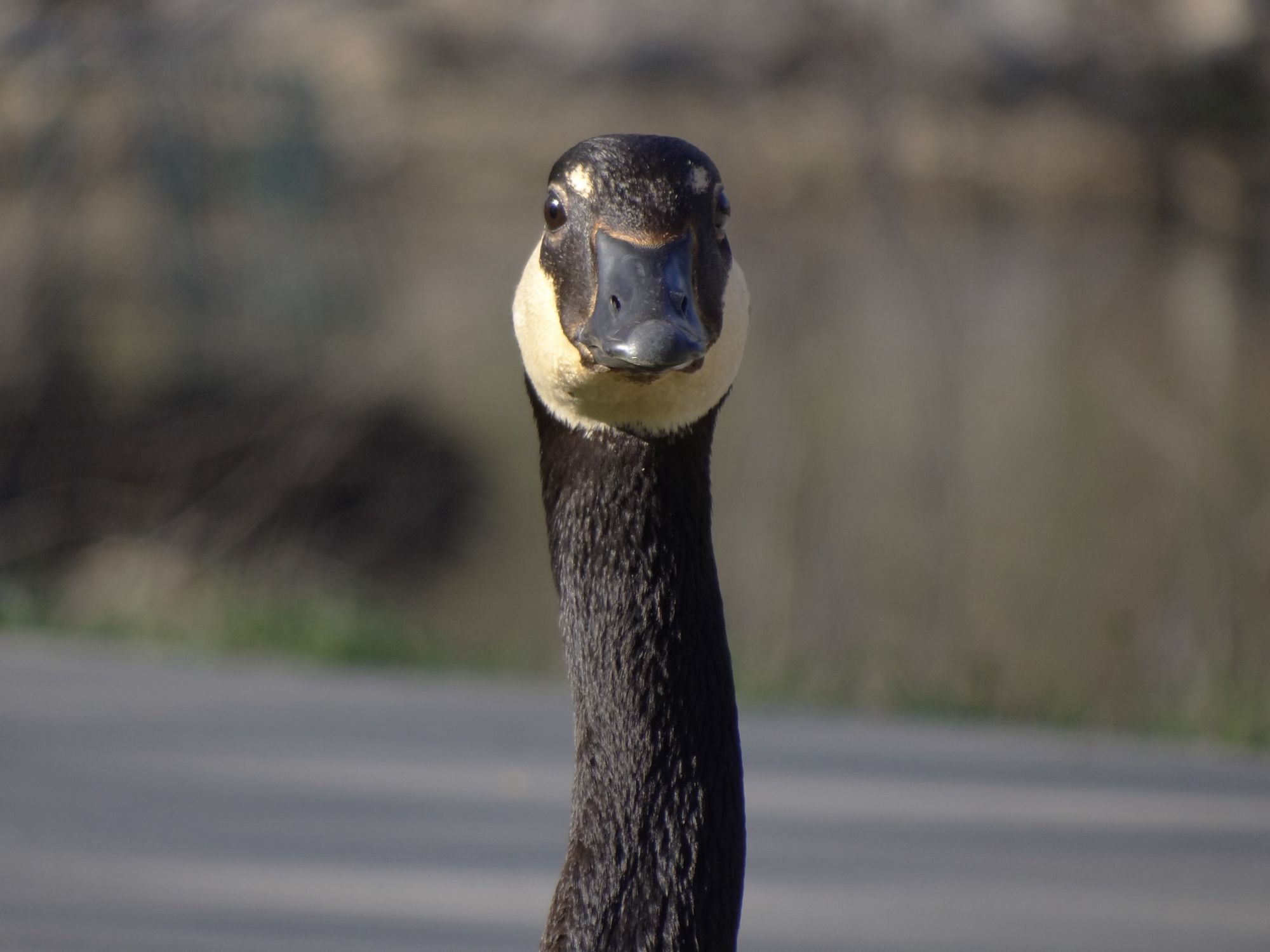 front view closeup of the head of a canada goose