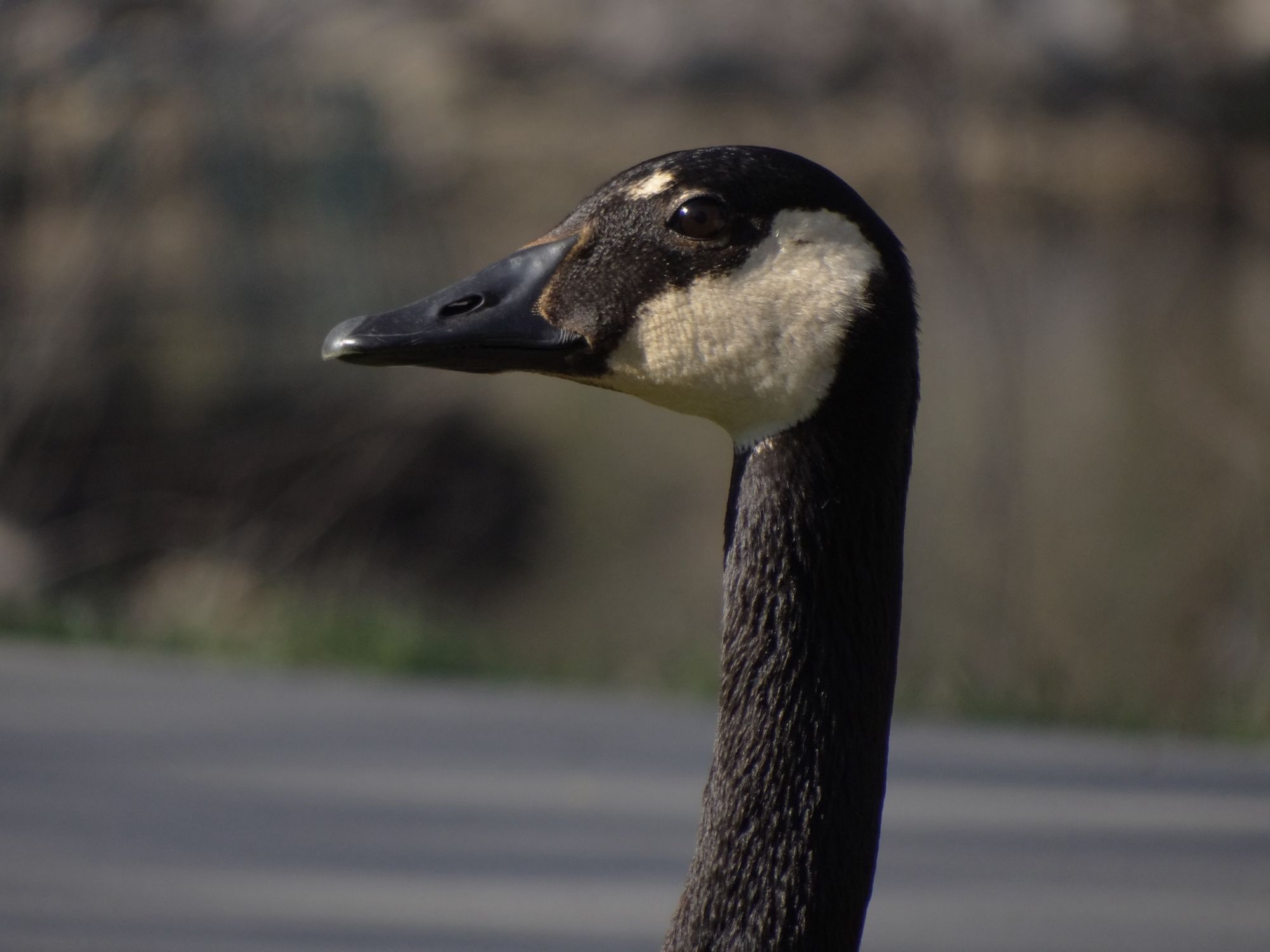 side view closeup of the head of a canada goose