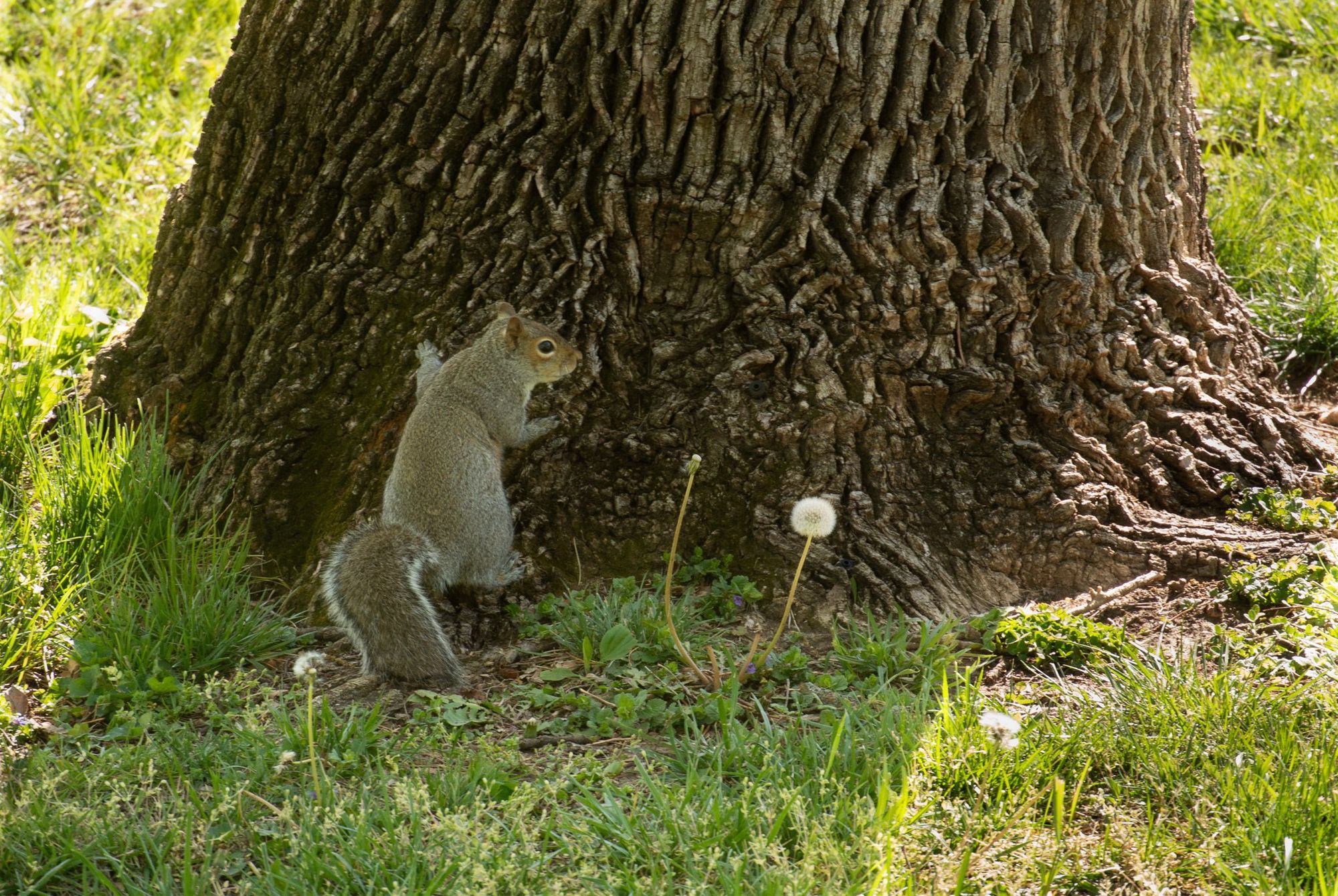 squirrel standing against a tree and looking back over his shoulder