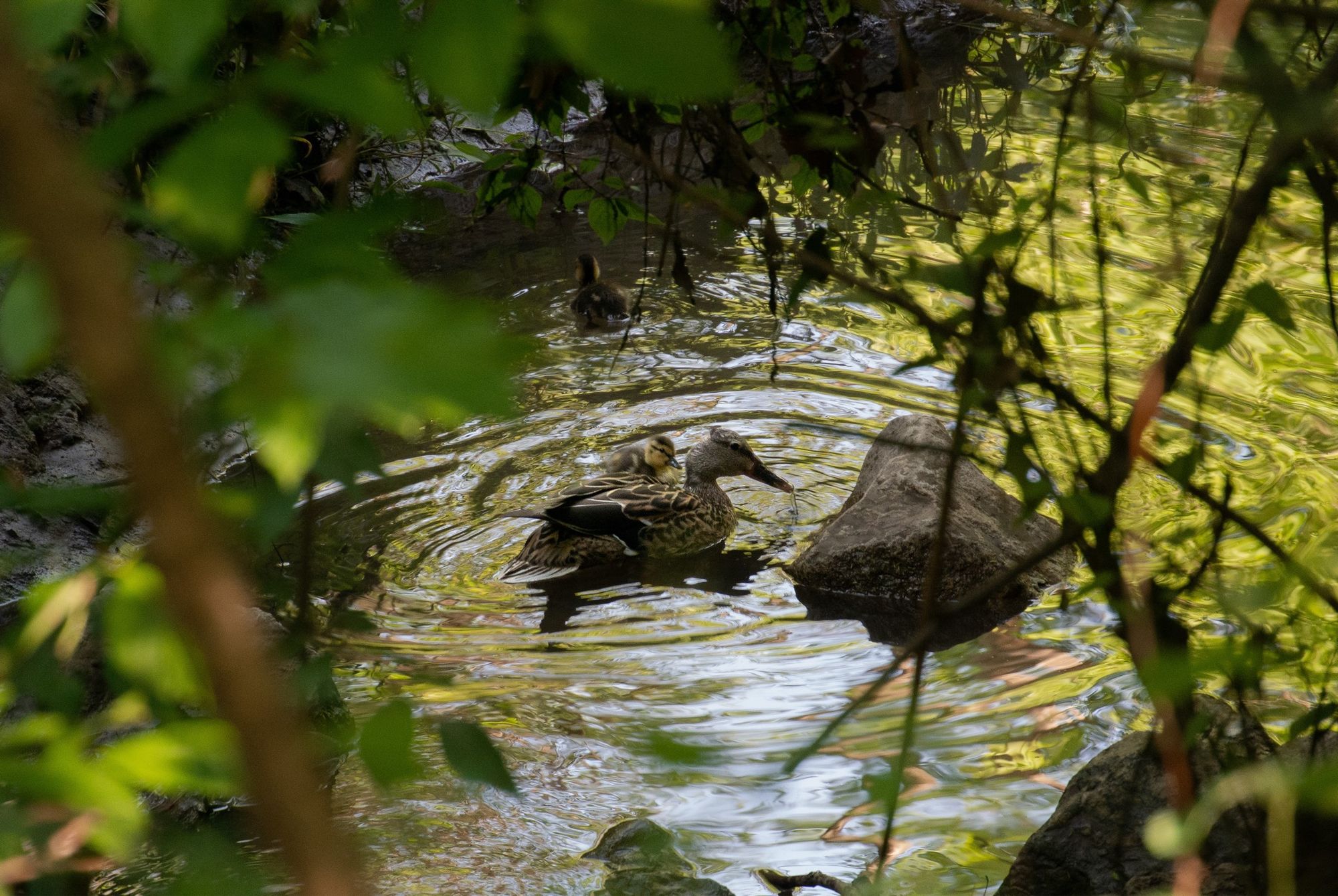 a mother duck and two babies in a creek seen through some leaves