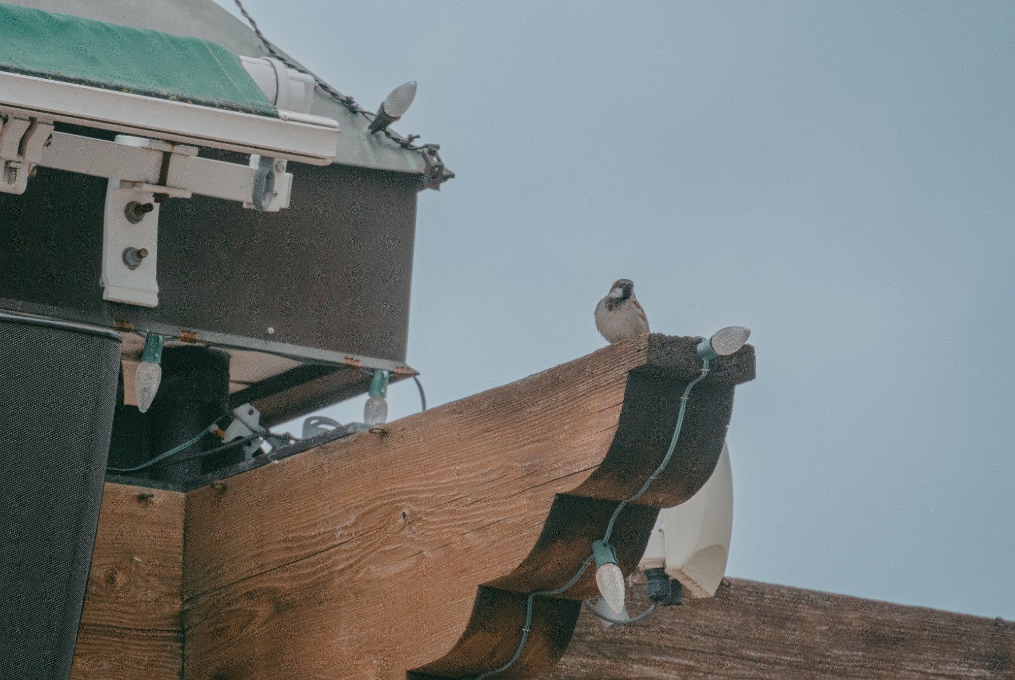 house sparrow sitting on the top of the corner of a ramada