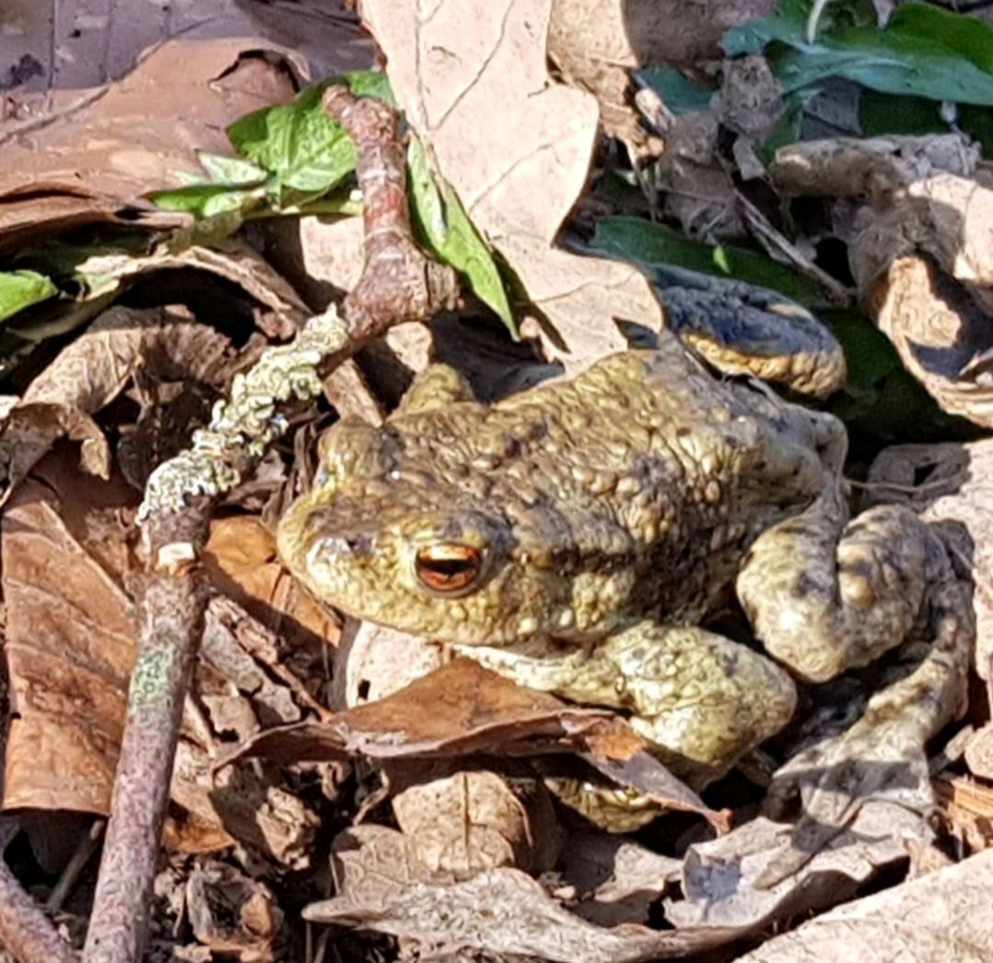 Eine hellbraune Kröte im Herbstlaub.