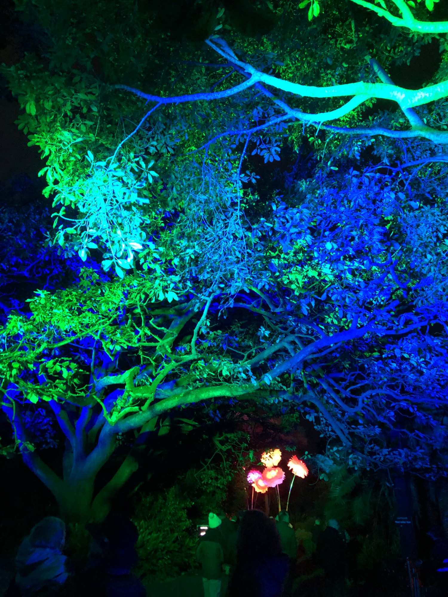 A couple of leafy trees brightly lit by green and blue lights at night