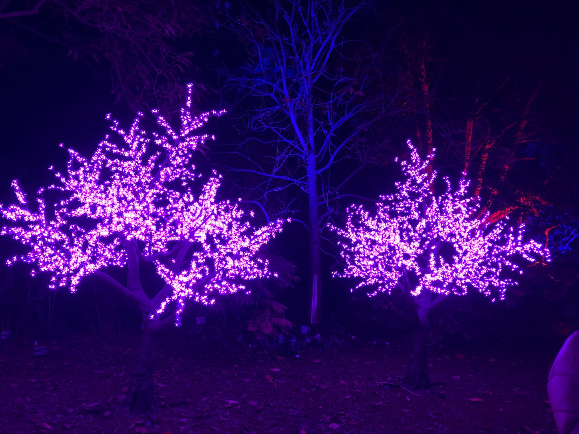 Small trees lit up like a tree in blossom. Hundreds of tiny pink lights.