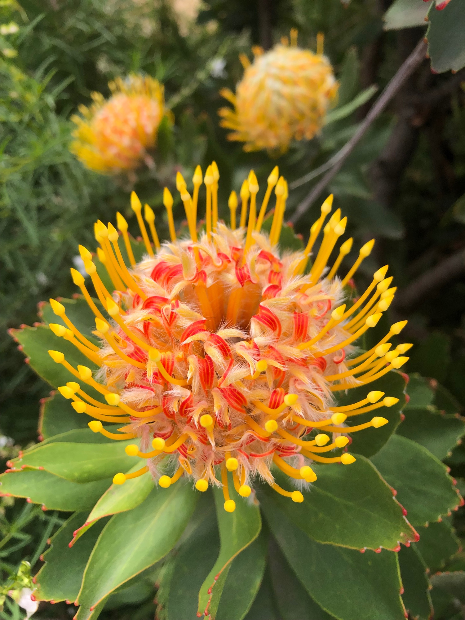 Crazy flower with curved yellow spikes surrounding a centre of white fluff and small red, um, petals? Its dress below is a circle of red-edged serrated leaves. 