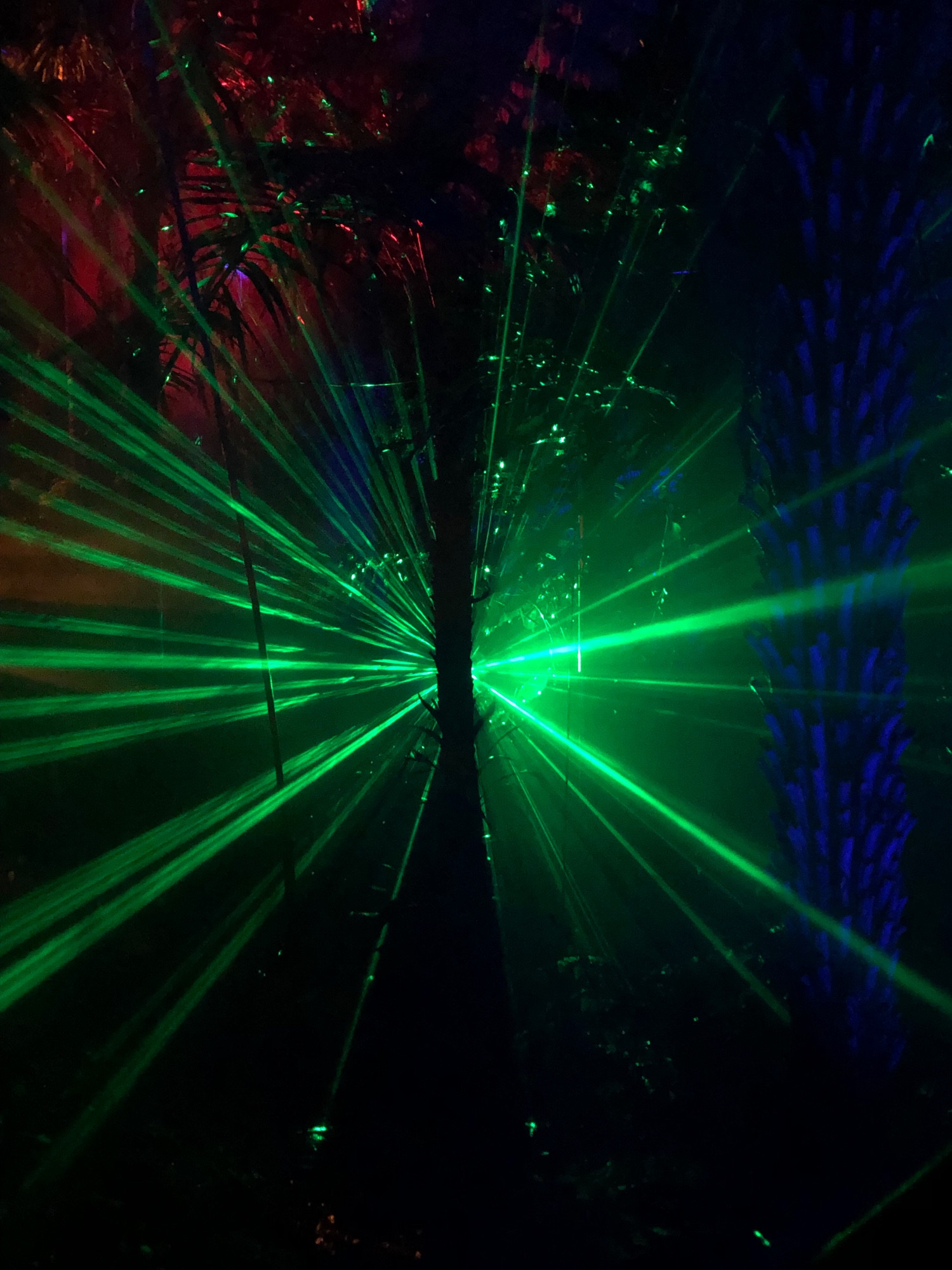 Bright green rays of laser light spreading out from behind a slender tree trunk at night