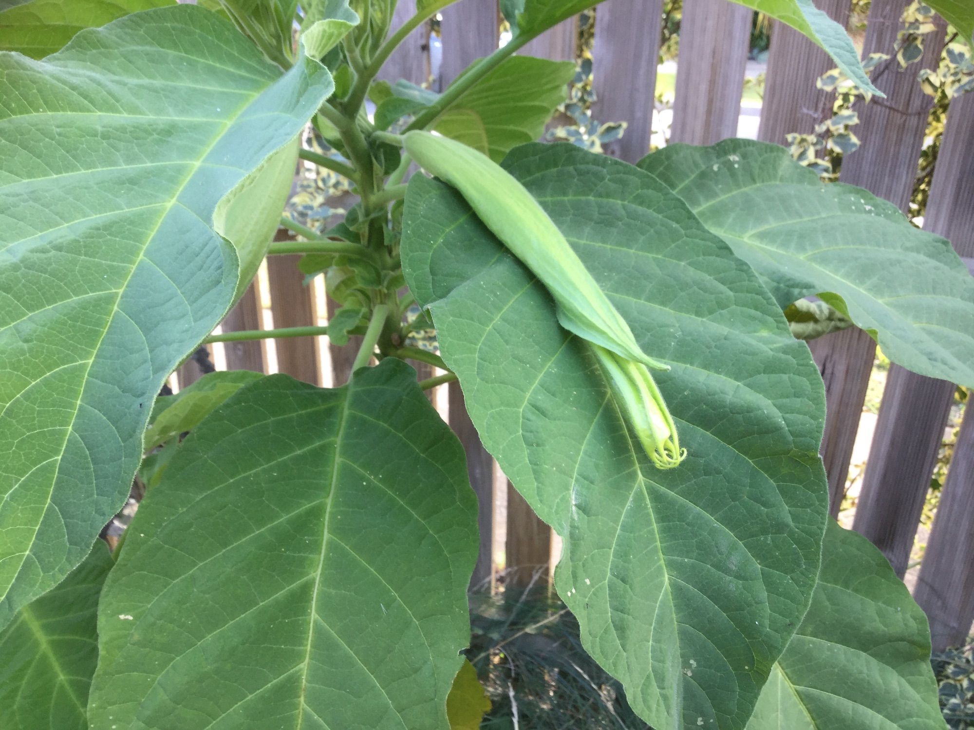 A long, slender, fairly tight bud lying along a tree’s large, soft leaf.