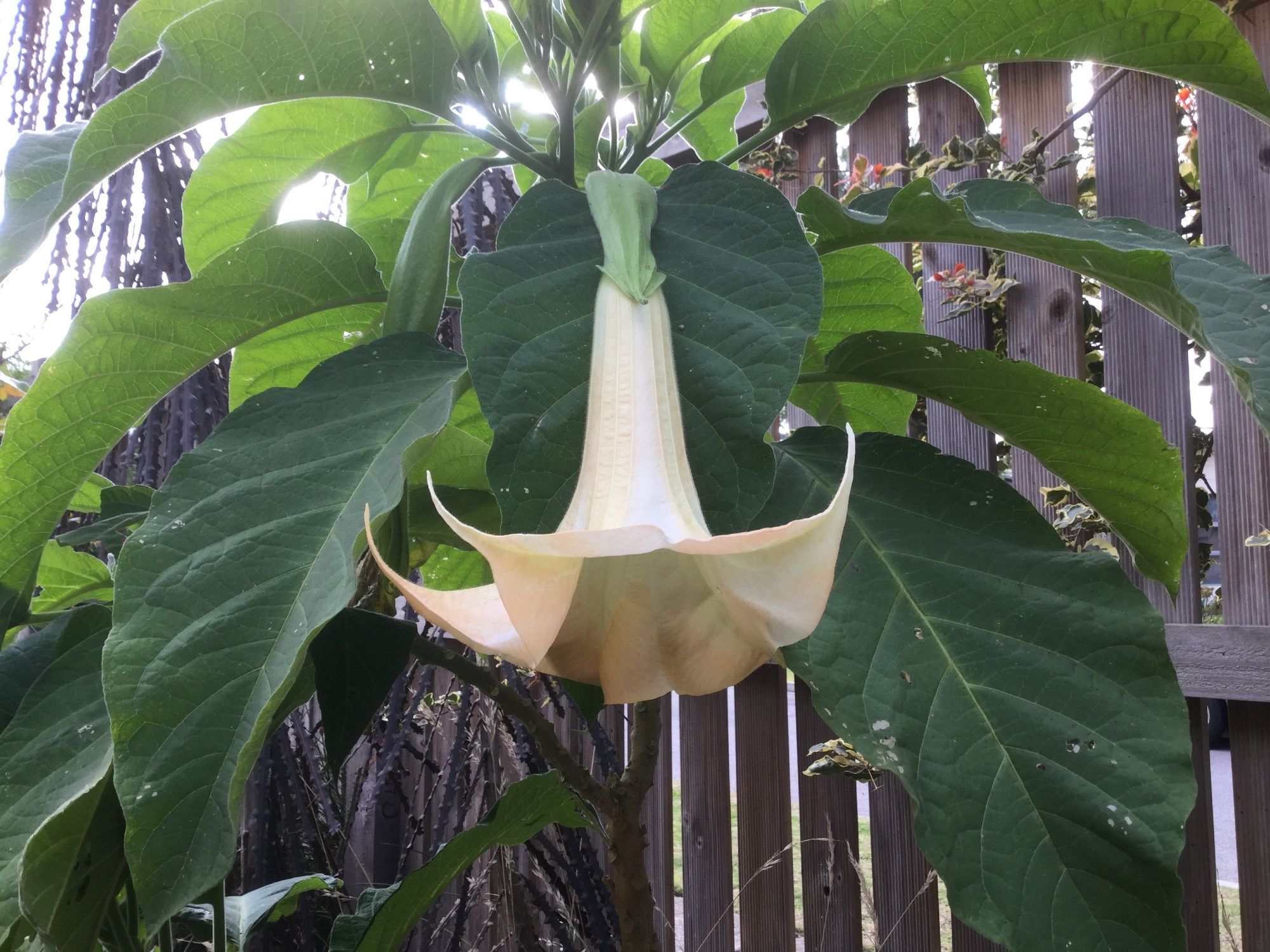 This bud has become a large trumpet, a slightly peachy-coloured cream, hanging down.