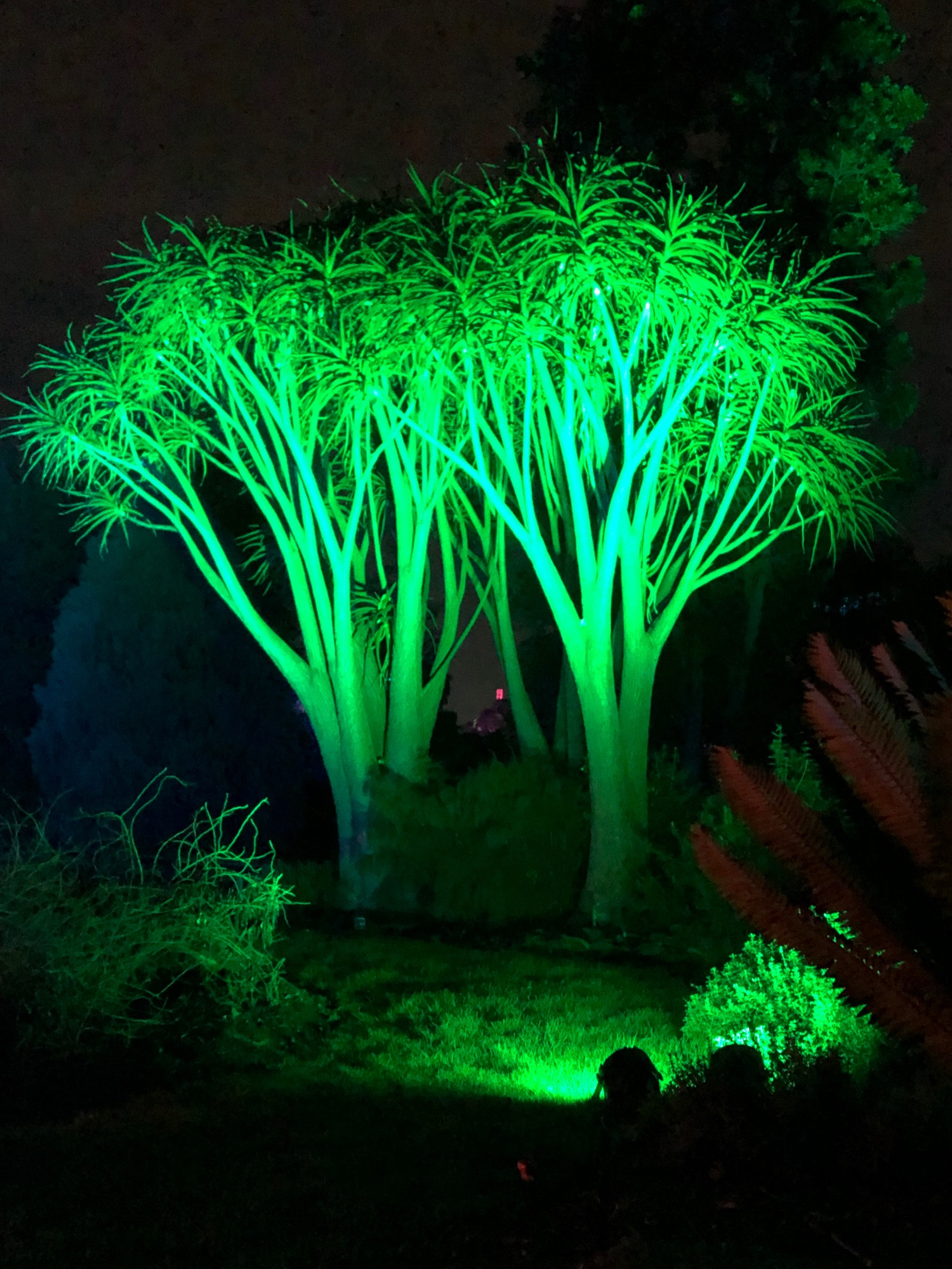 Two “sprouty” trees bathed in bright green light at night