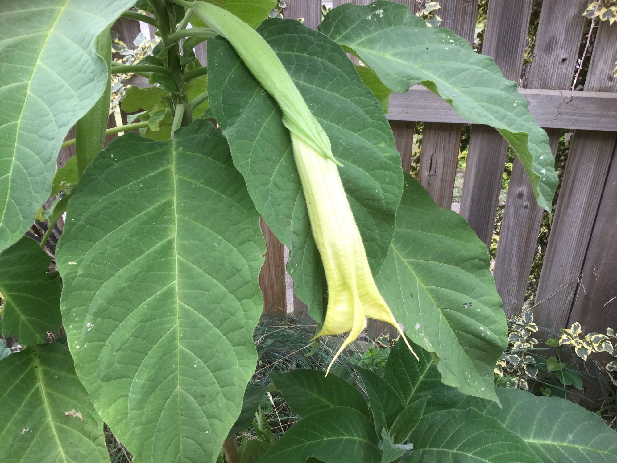 This bud is pushing out a tongue of creamy-coloured flower and is now longer than the leaf it lies on