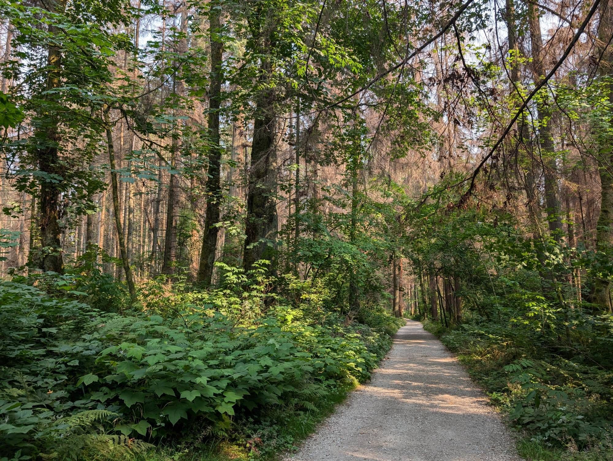 Path through the woods in Vancouver with some large trees, looking like the set for many Sci-Fi B-movies.