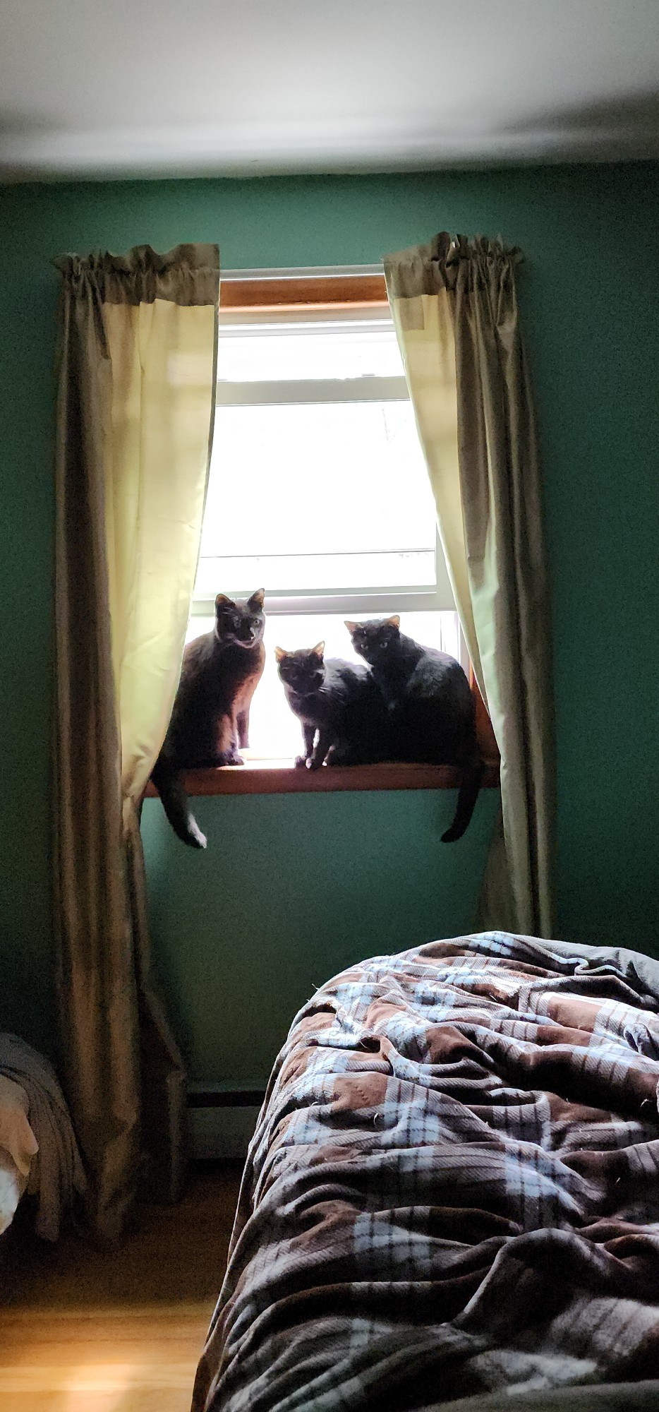 Three black cats all sitting together on a windowsill, looking at the camera.