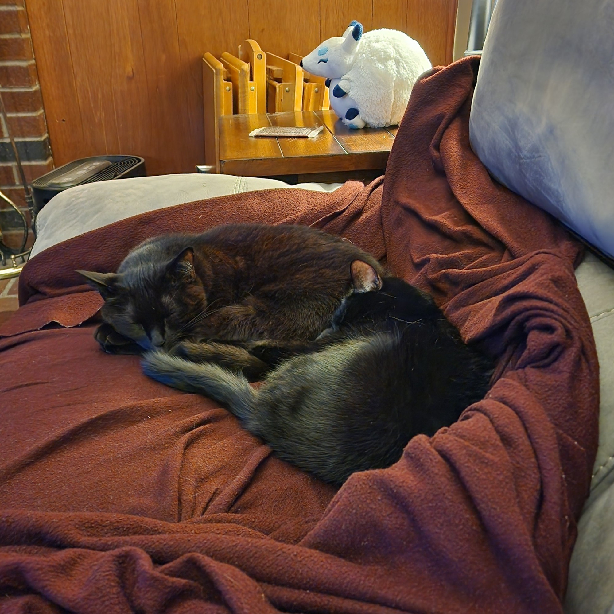 Two black cats curled up asleep together.