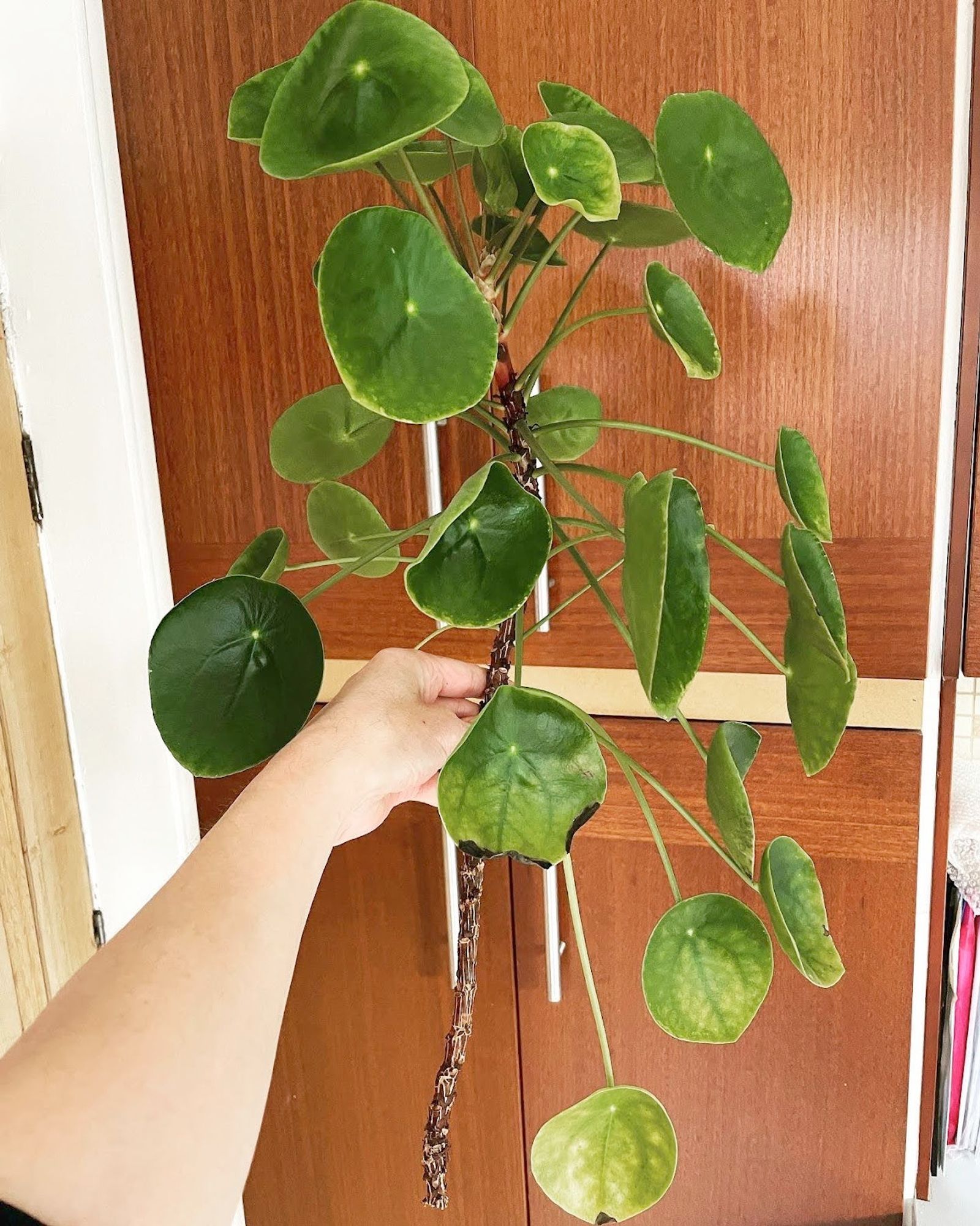 A hand holds the top of a pilea peperomoides plant which has been severed, purposefully as it was getting a bit leggy and falling over.