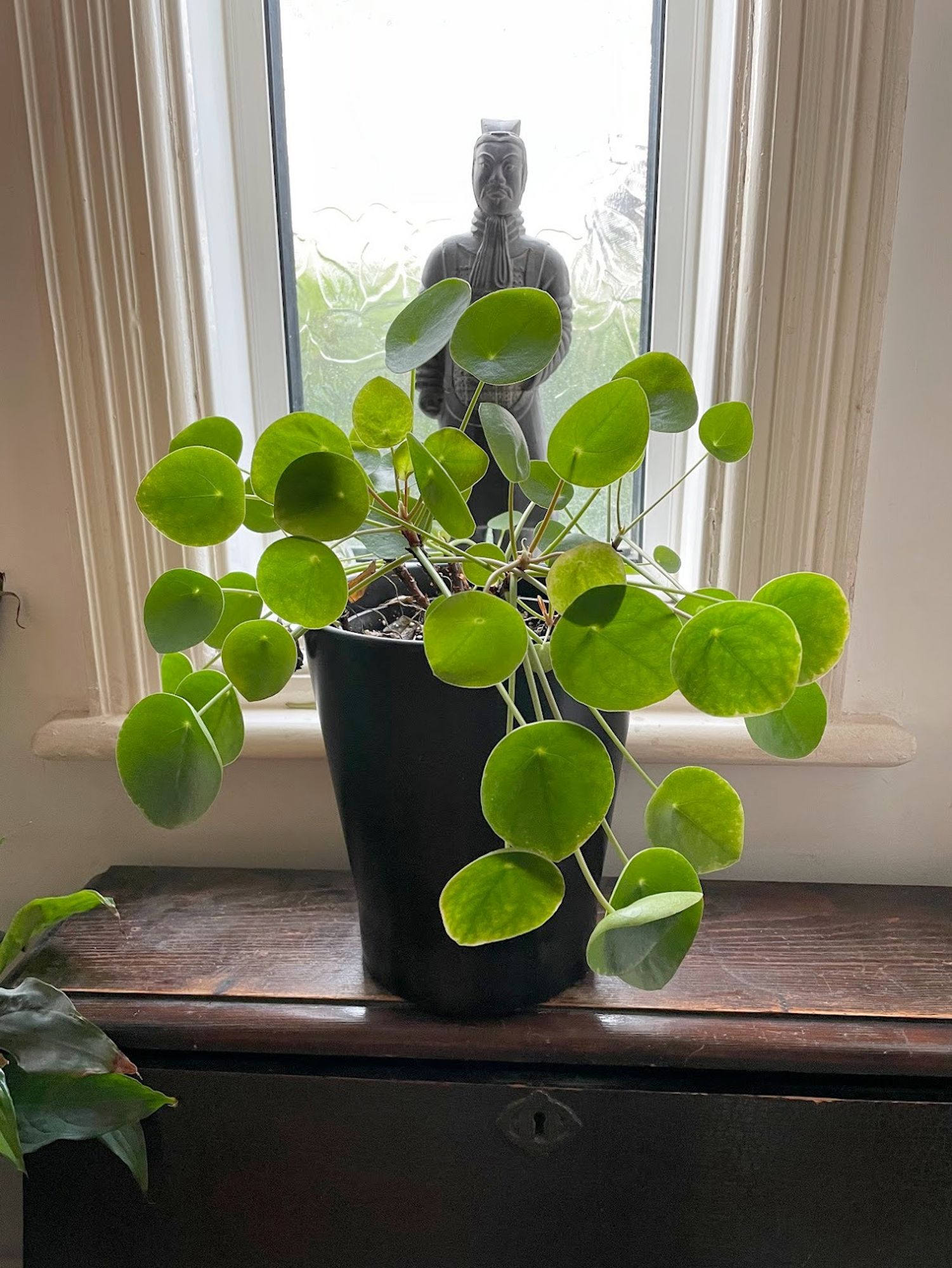 Several small pilea peperomoides plants in a black planter, on a wooden bureau. A window is behind and a terracotta warrior figure is on the windowledge