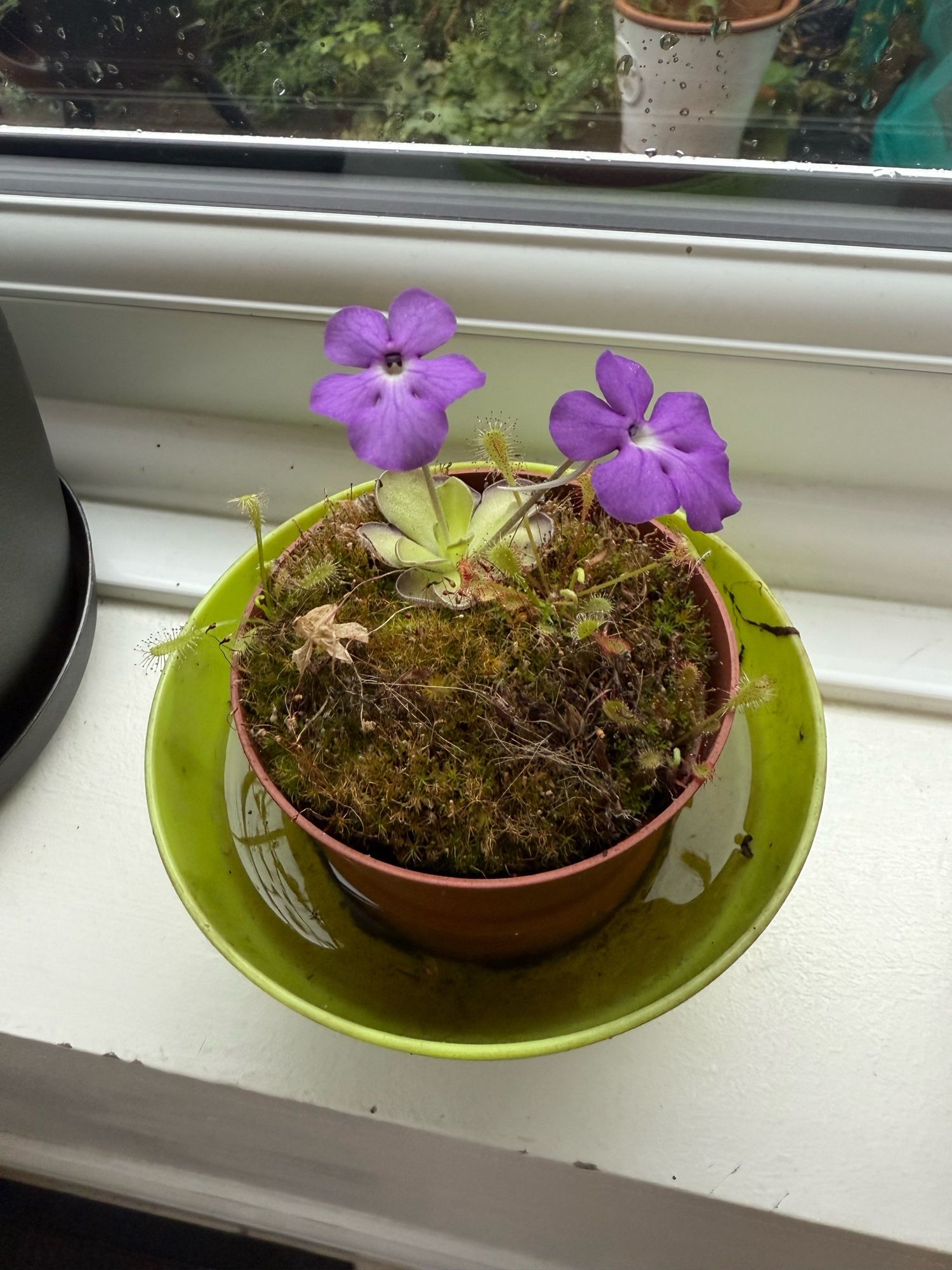 A pinguicula in flower with two purple flowers. In the pot are some baby drosera rotundifolia sundew plants. It’s standing in a pot of rainwater