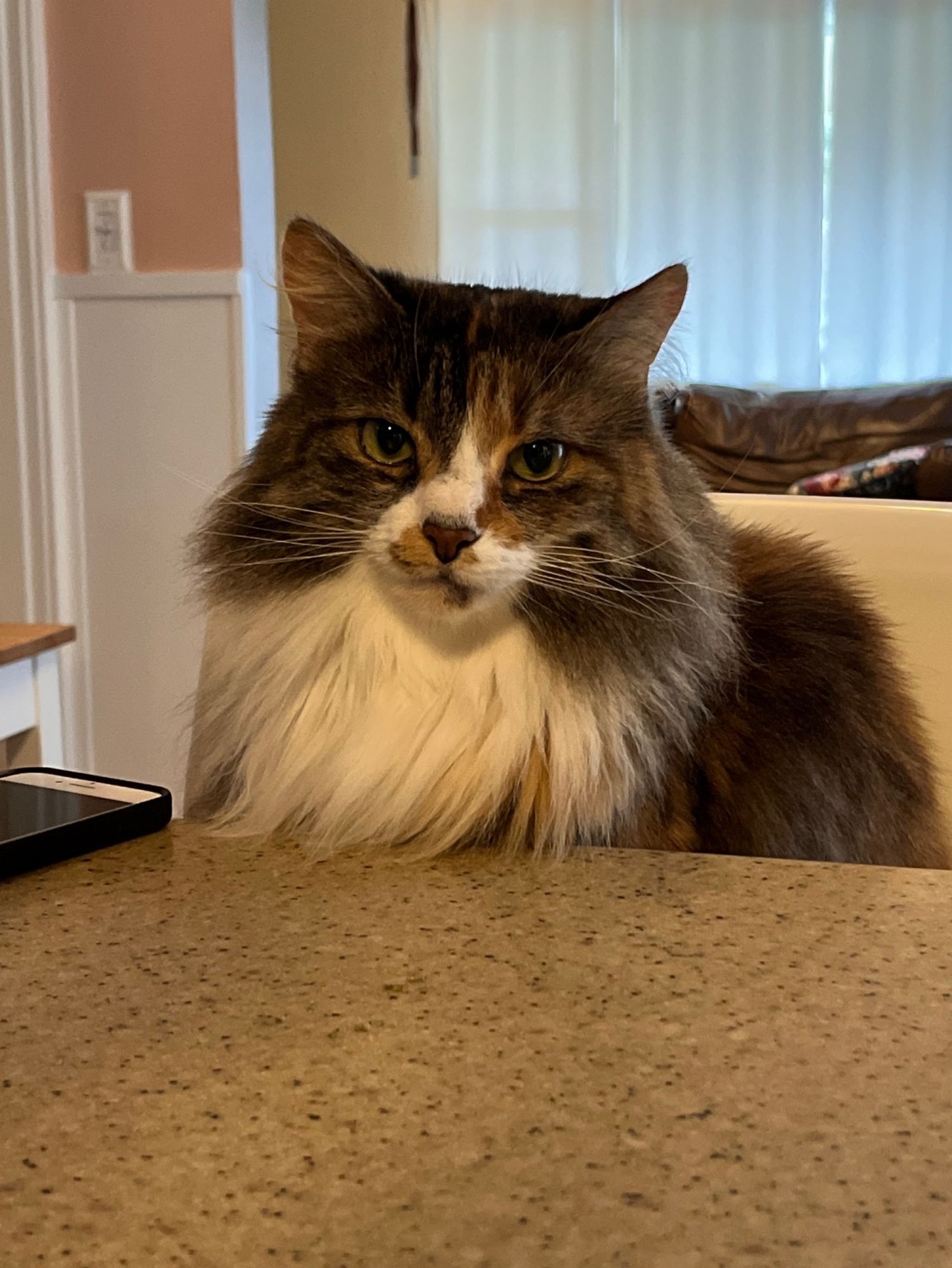 cat sitting in chair at table awaiting cup of coffee