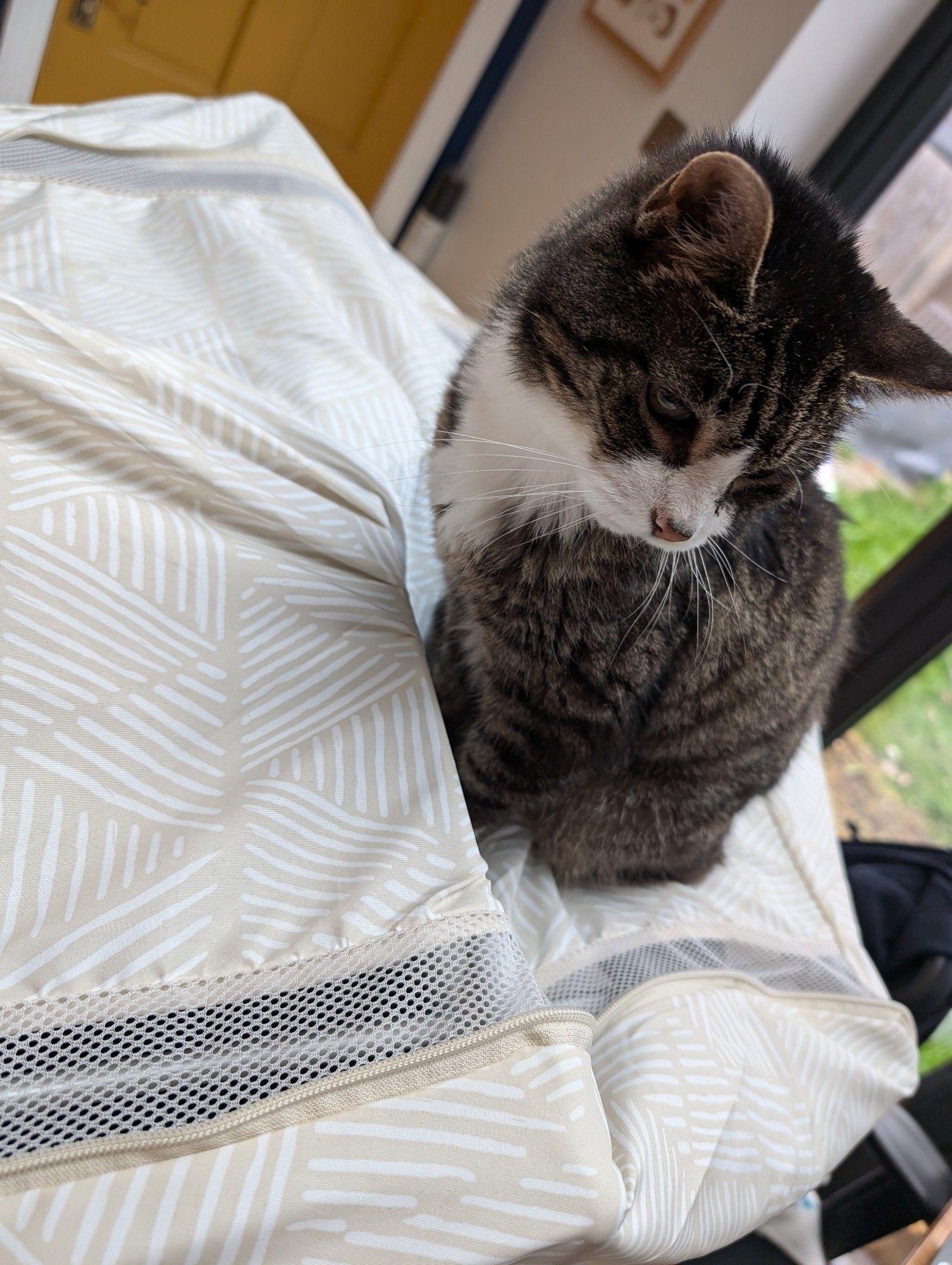 A tabby and white cat sitting on top of a Lakeland Heated clothes airer. The airer has a cover over it so she doesn't fall through the rungs. She has a contemplative look on her face, as if she's wondering what to do next