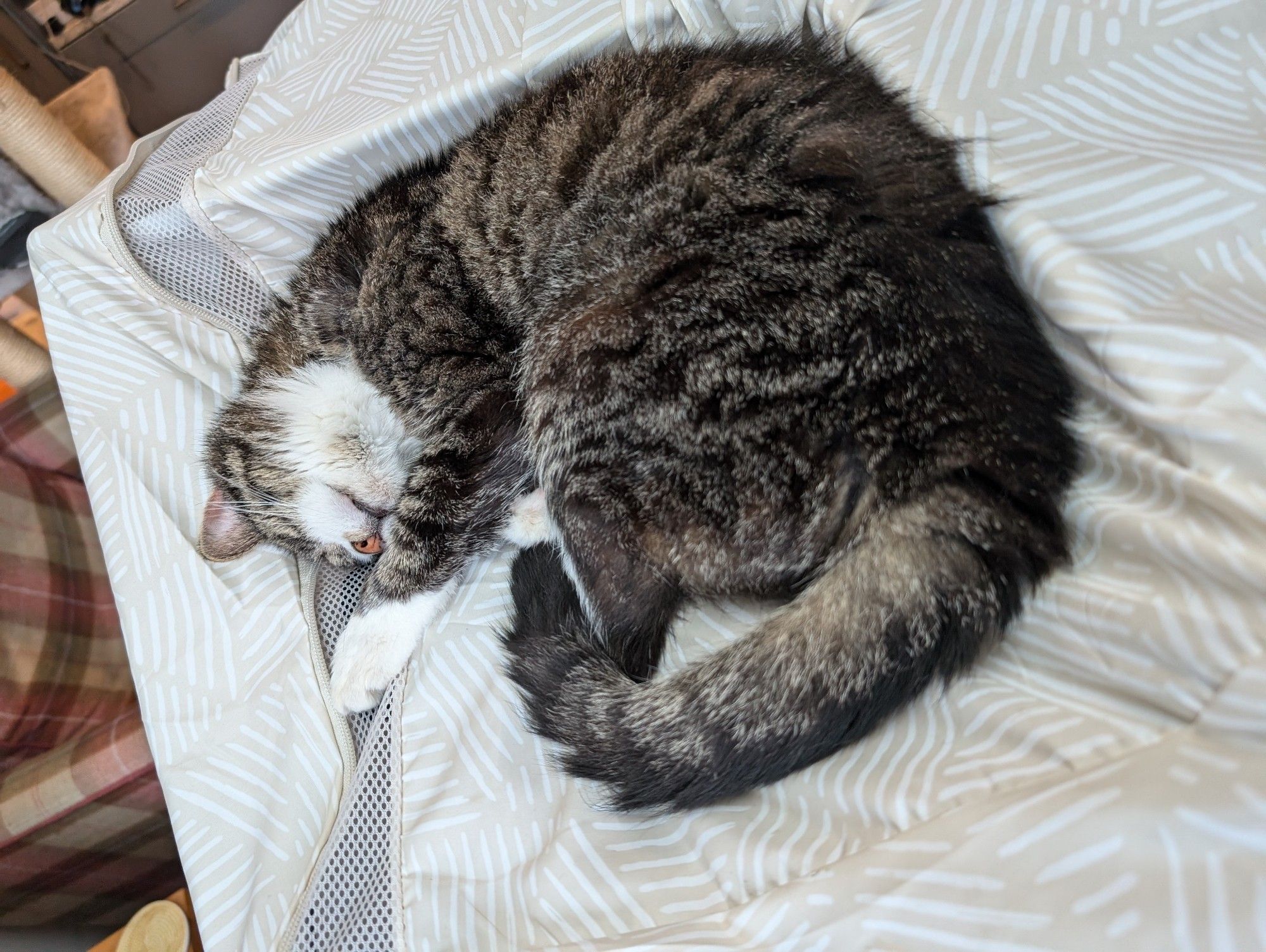 The same tabby & white cat, curled up asleep on top of the heated airer.