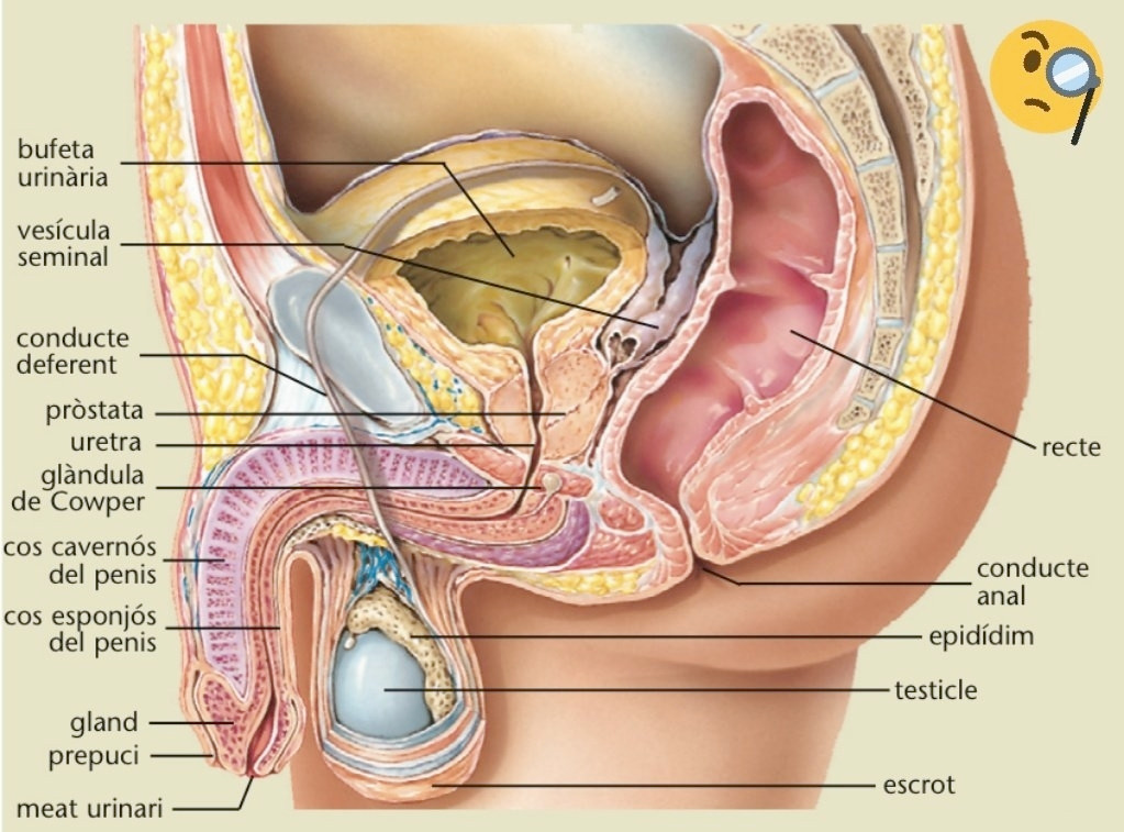 Esquema del sistema excretor i dels genitals masculins.