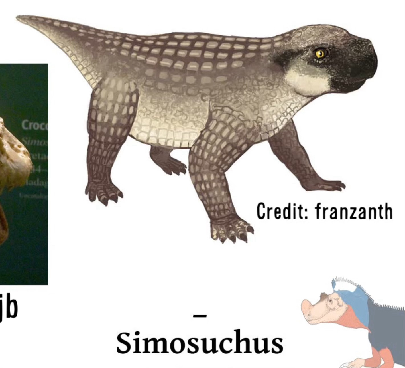 a screenshot from the above video, featuring a dog-shaped crocodile ancestor named Simosuchus (drawn by "franzanth")