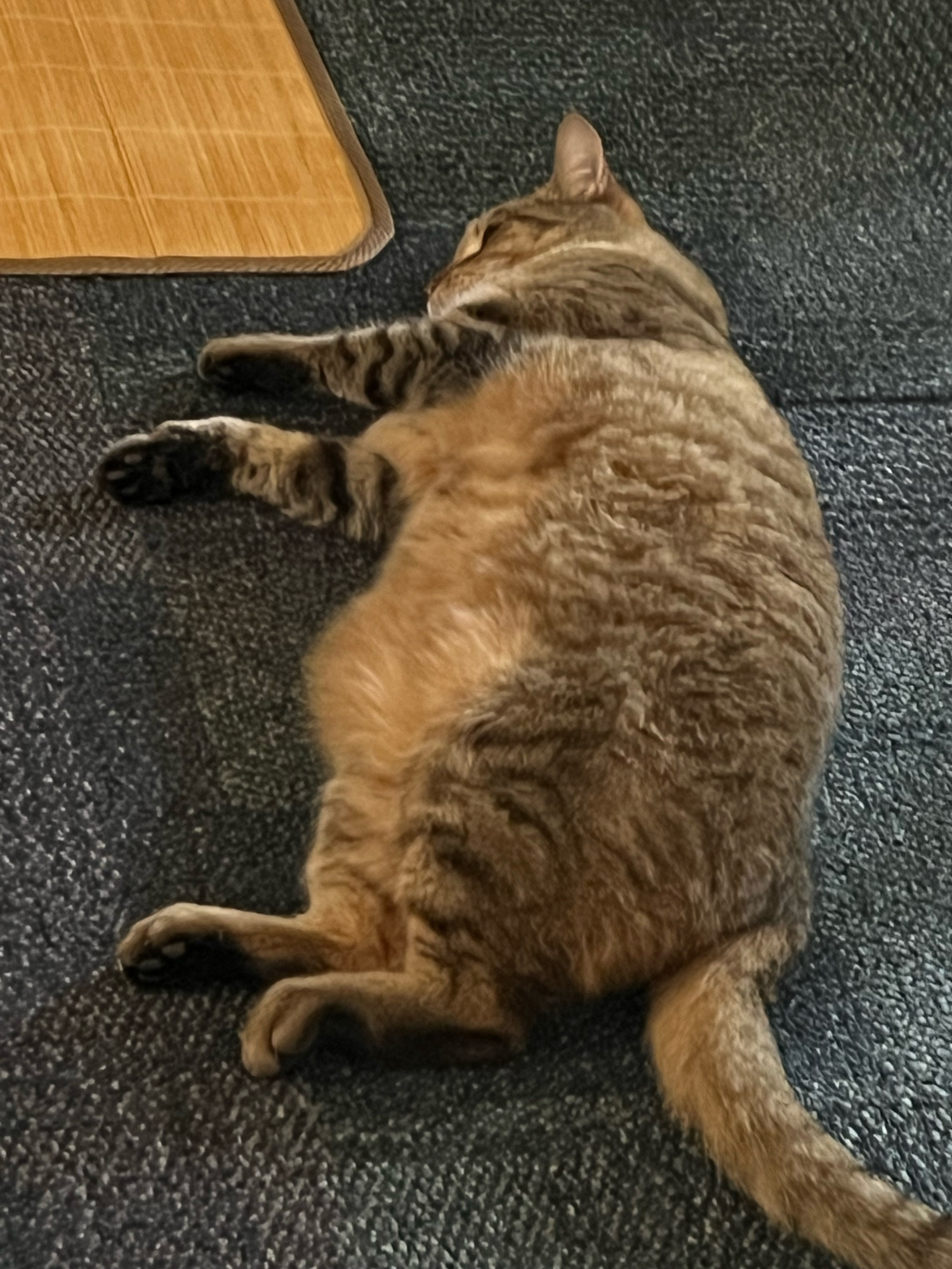 A photo of my cat, a domestic shorthair tabby, lying down on his side on the floor 