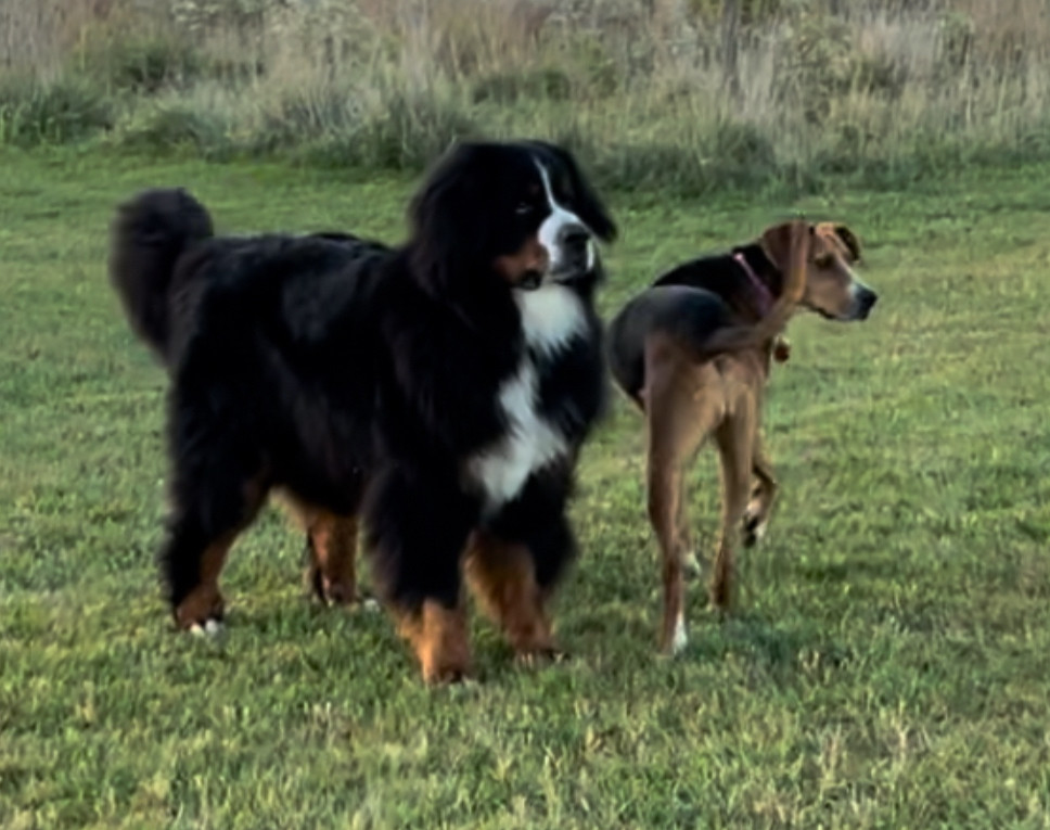 A giant floofy unit of a Bernese mountain dog next to a slim and trim hound