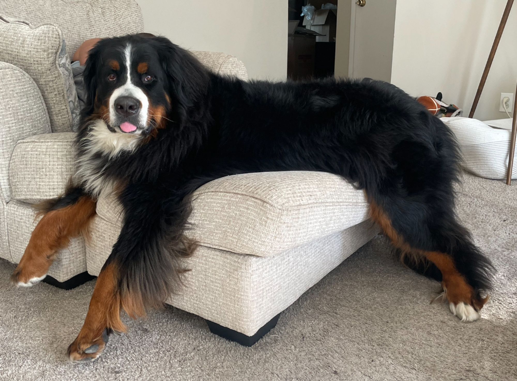 A huge Bernese mountain dog is spreading himself across an ottoman. His leggos are dangling and he is sticking his tongue out at you