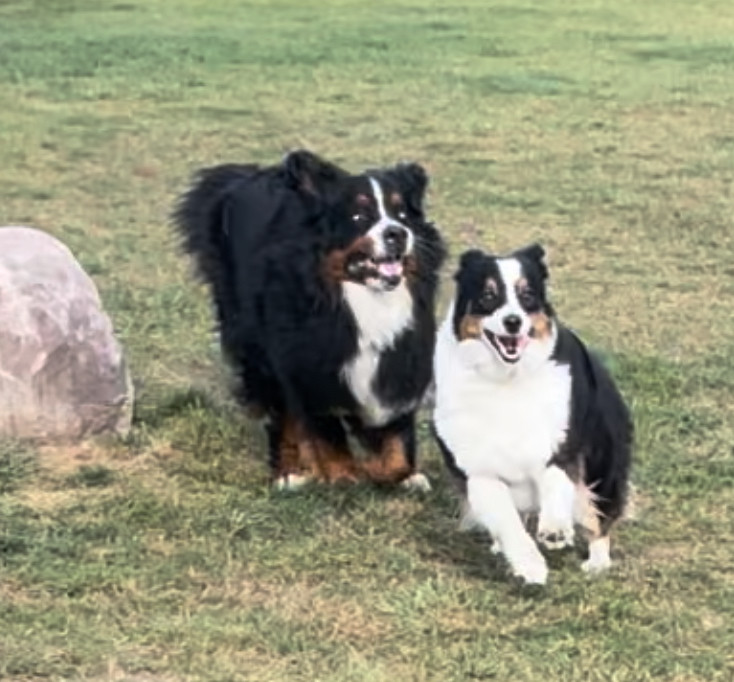 A giant Bernese mountain dog chasing an Aussie shepherd