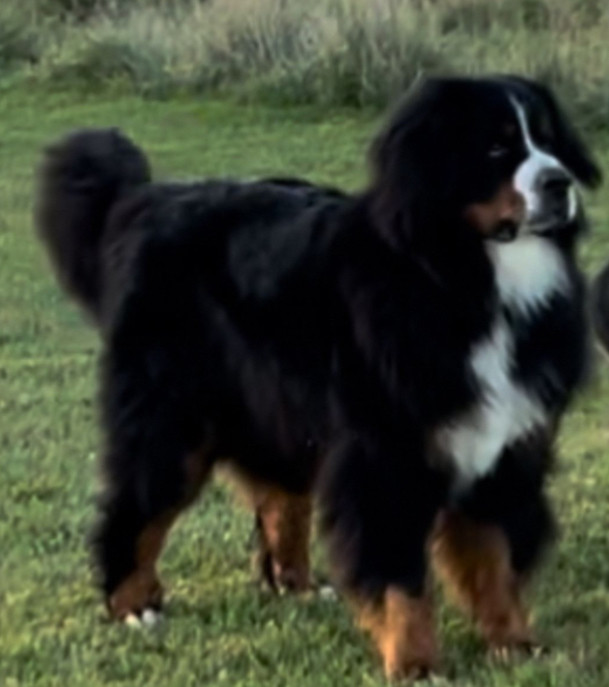 Look at how massive that Berner is