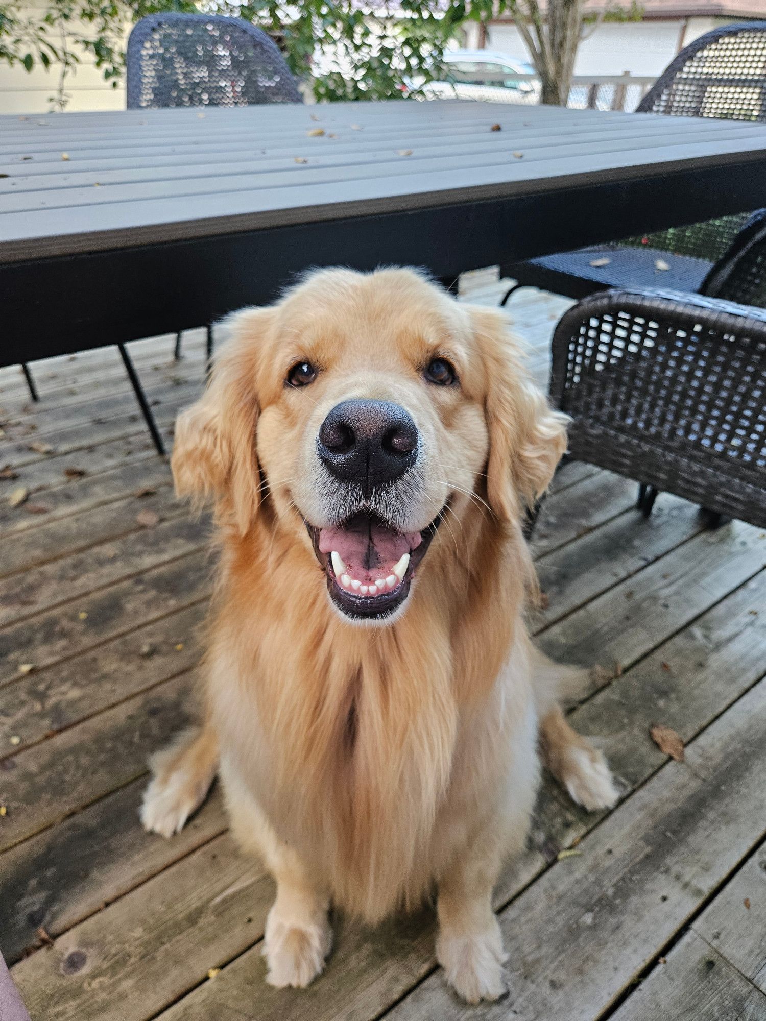 A smiling golden retriever.