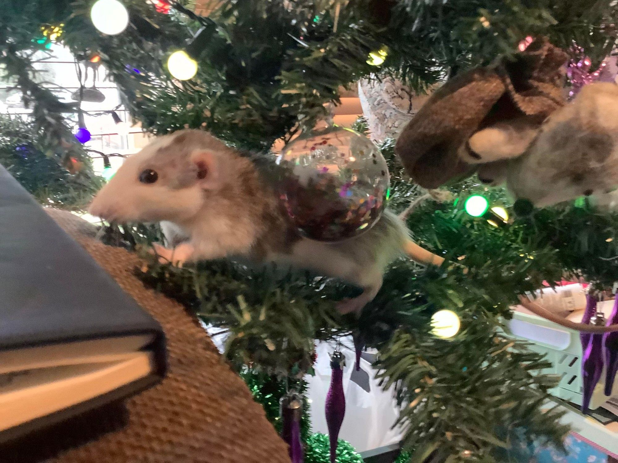 Ibuki, a grey rat with white markings on her face and chest is climbing through a plastic christmas tree. At the time the picture is being taken, she is walking between the tree and the sofa.