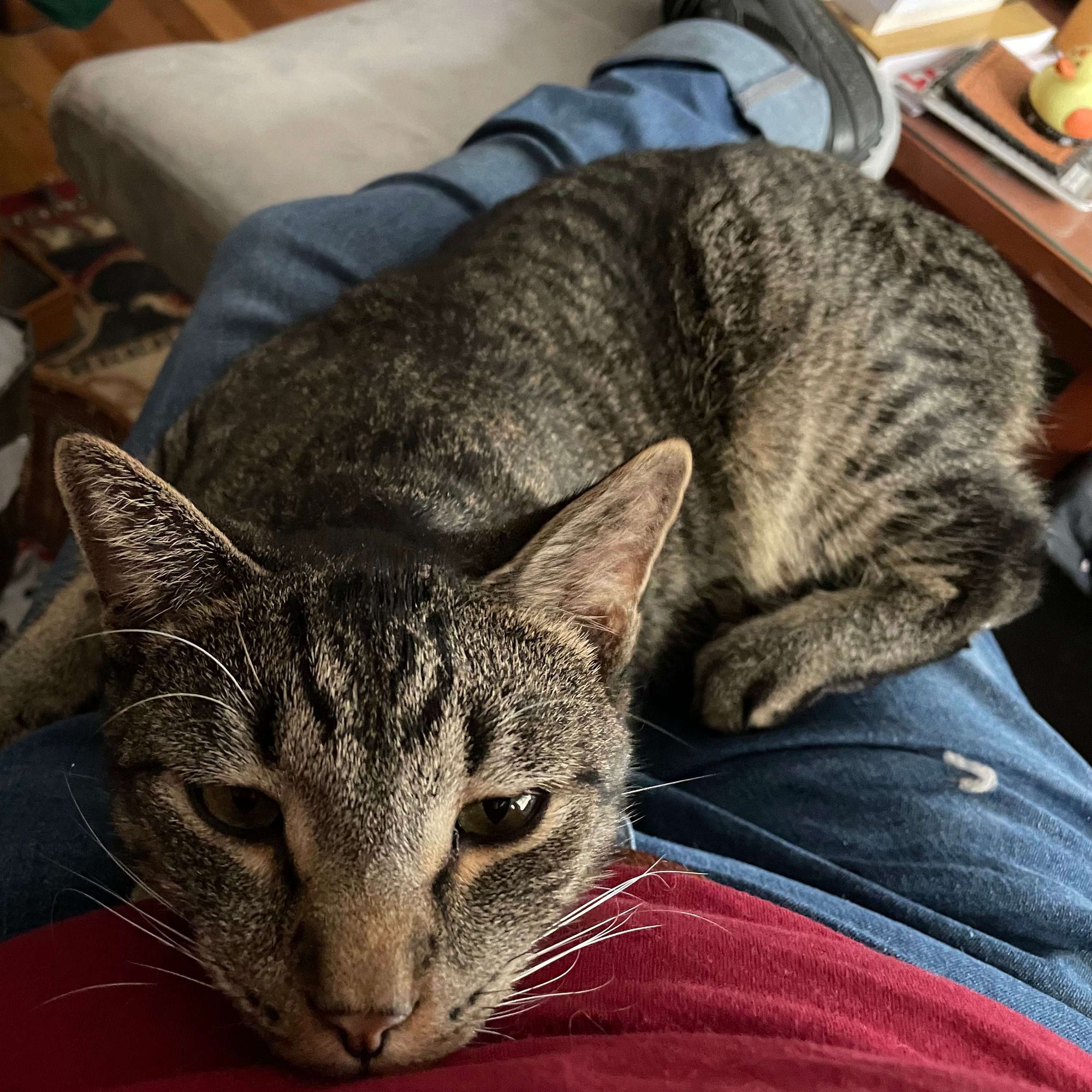 Looking down my body at a gray striped tabby sitting in my lap facing me with his chin on my stomach.