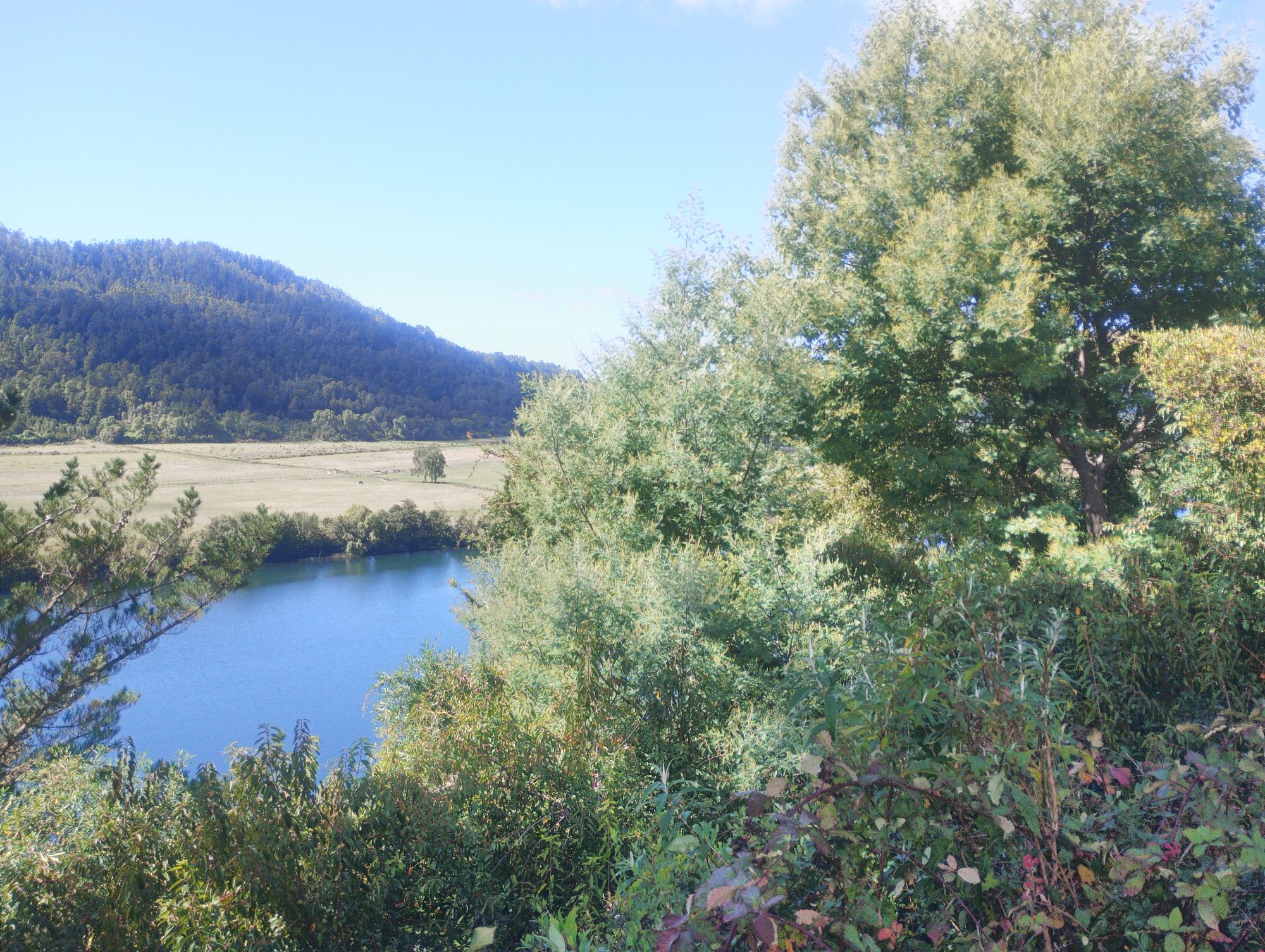 The Calle Calle river on a clear day, as seen from the road to Antilhue. It's a wide and calm river, running beside a grassy plain, surrounded by forested hills. In the foreground, some native and introduced trees can be seen, as well as blackberry bushes with a bit of fruit on them.