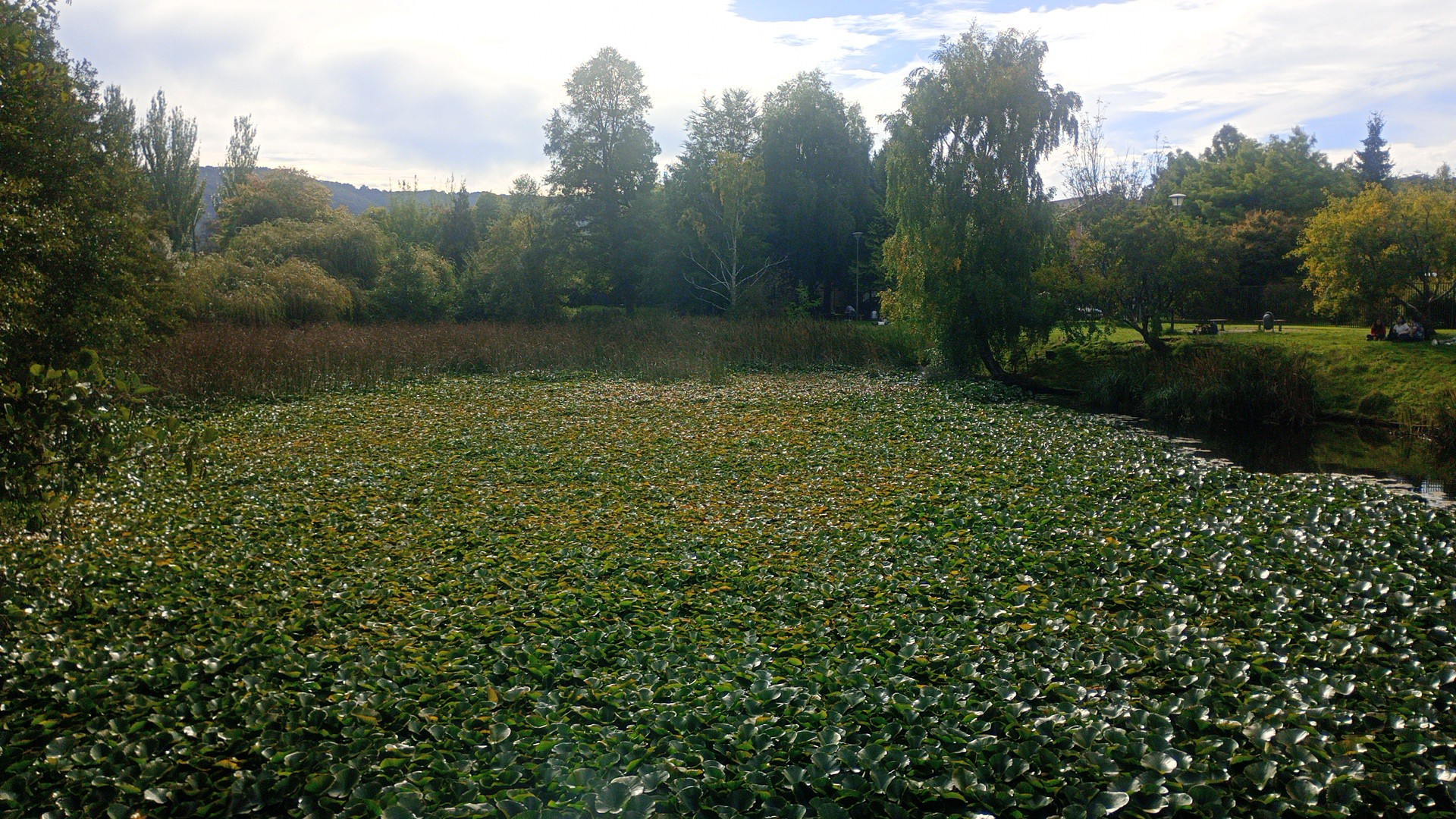 A small lagoon in a park in Valdivia, covered by water lilies and surrounded by small trees and a lawn with a few people lounging in the shadow, very close to the Austral University