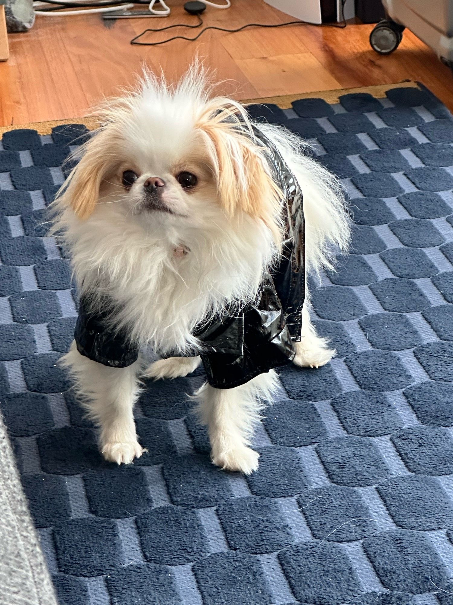 a japanese chin wearing a crinkly black raincoat