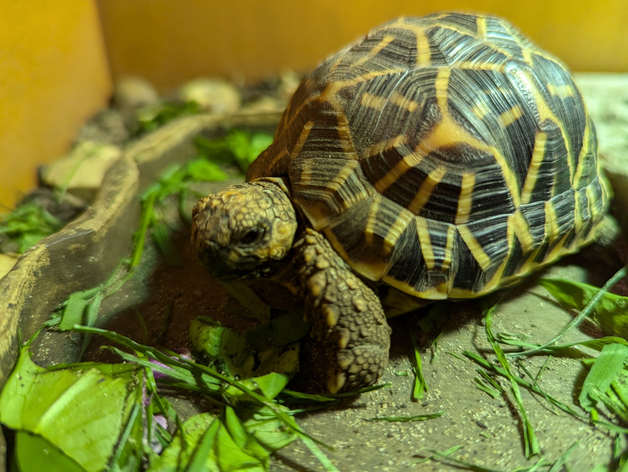 A picture of an Indian star tortoise, sat in his food bowl