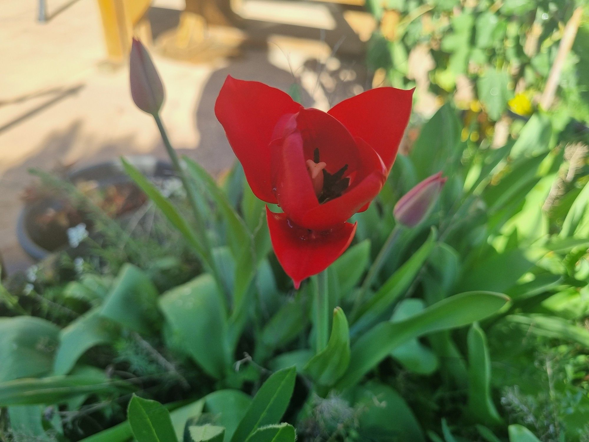 A red tulip with two buds behind