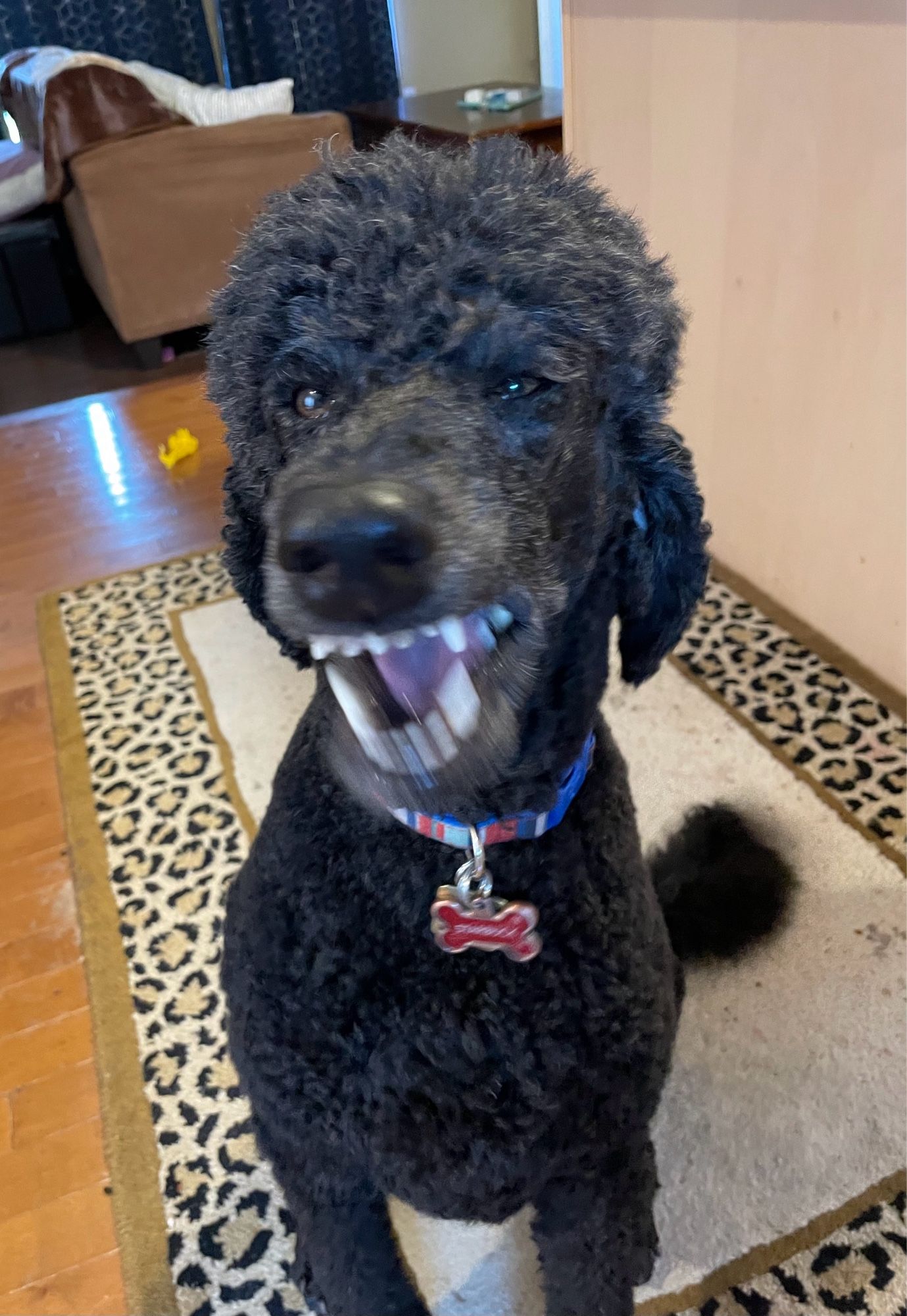 A black standard poodle sitting on a leopard print rug. Her mouth is in motion, half open, teeth showing as if talking.